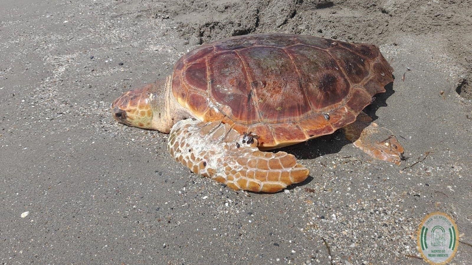 Tortuga recuperada en la playa de El Zapillo, en Almería.