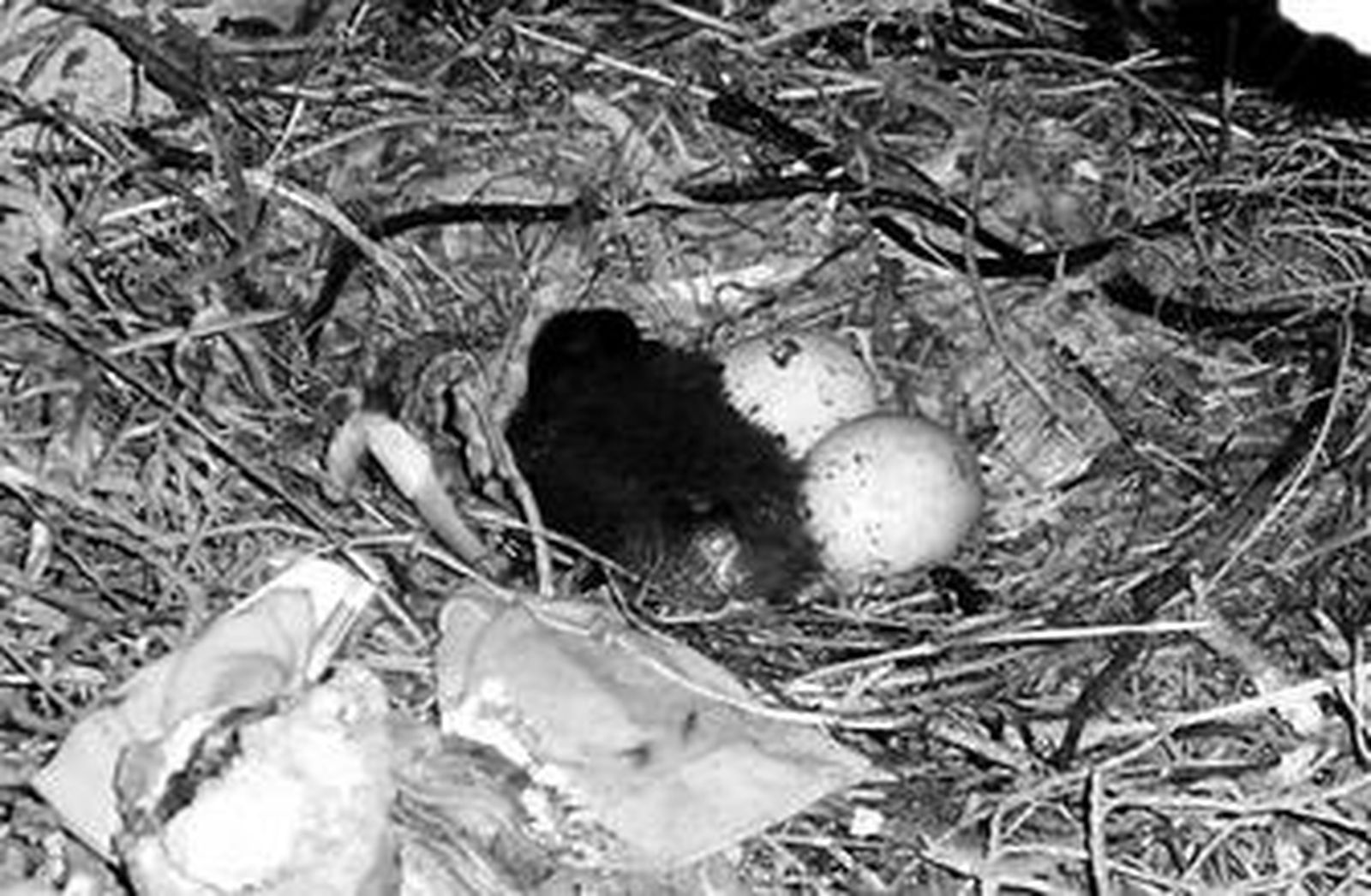 Uno de los pollos de ibi eremita junto a dos huevos que no han eclosionado.