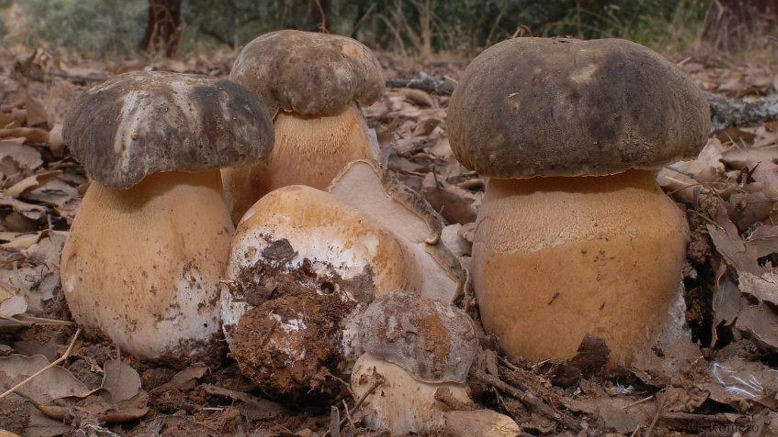 Faisán de Alcornoque Faisán de Alcornoque