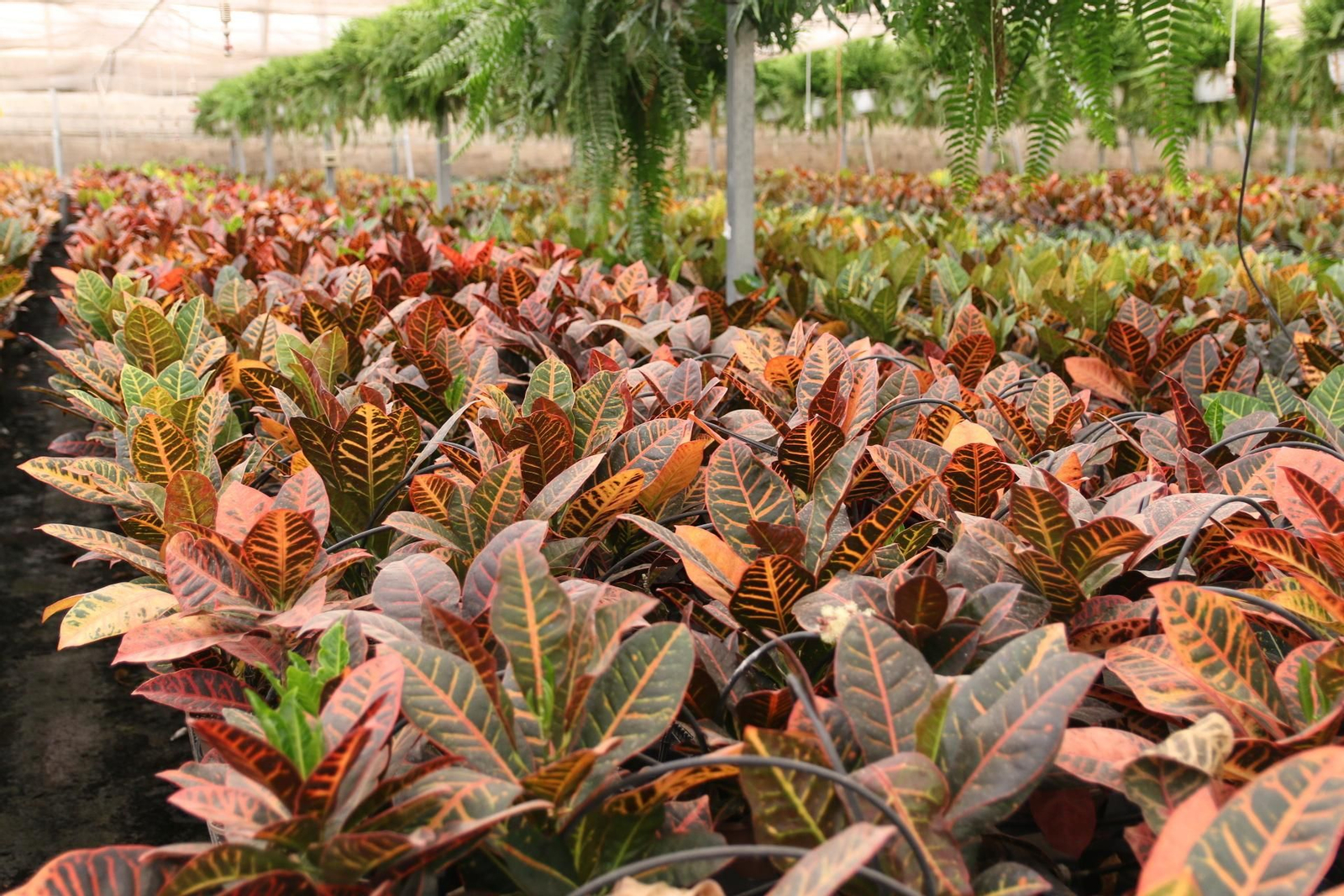 Imágenes de la venta de planta planta ornamental y flor cortada de Vícar