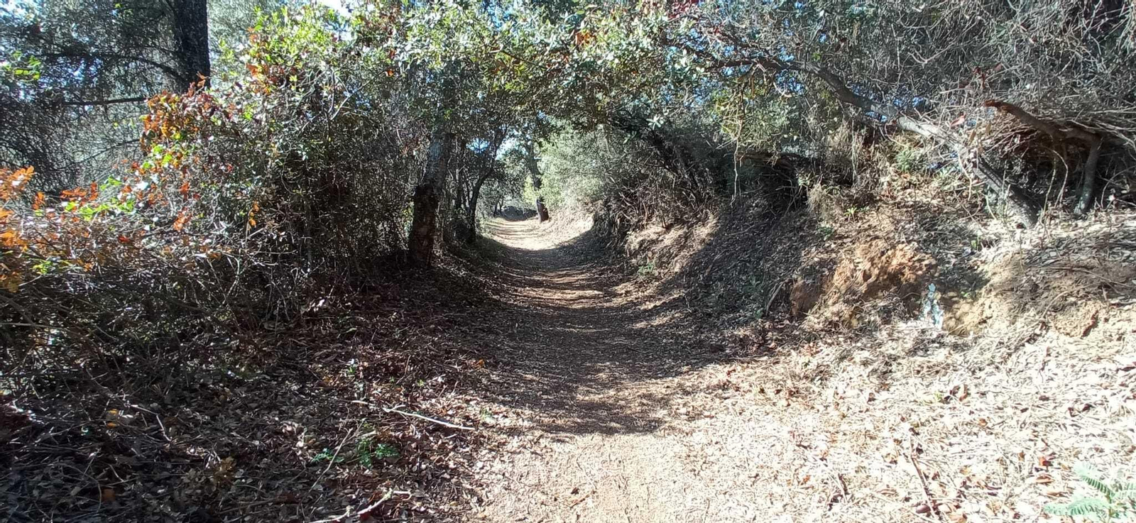 Tunel arbóreo en el comienzo de la ruta Aracena-Linares de la Sierra