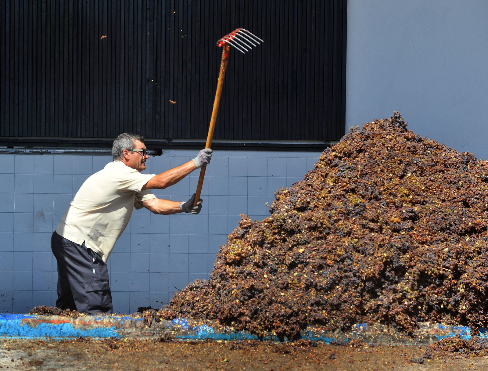 Así se elabora el vino Pedro Ximénez