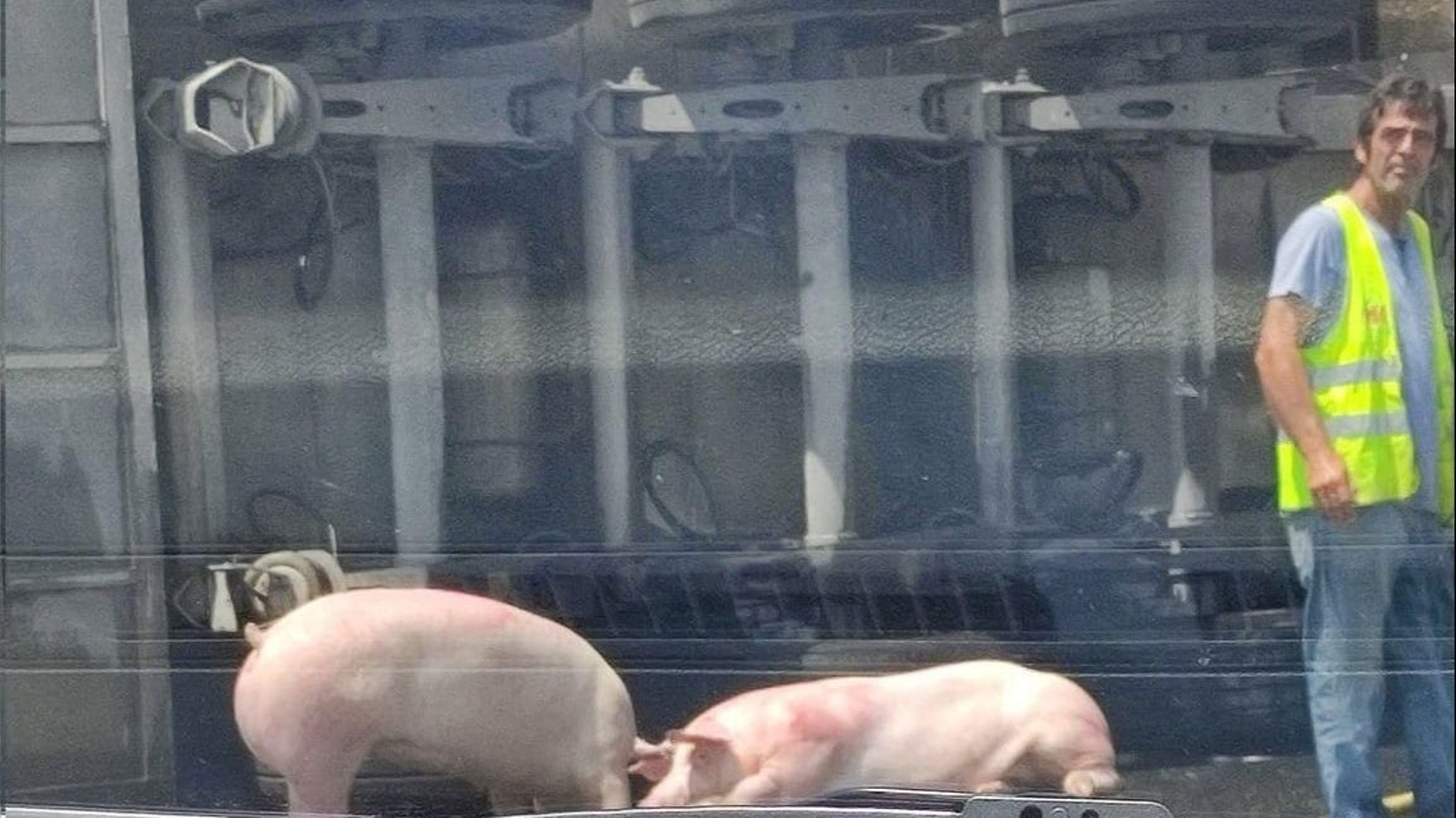 Cerdos sueltos en la A-92 tras el vuelco de un camión en Granada | Imagen de archivo