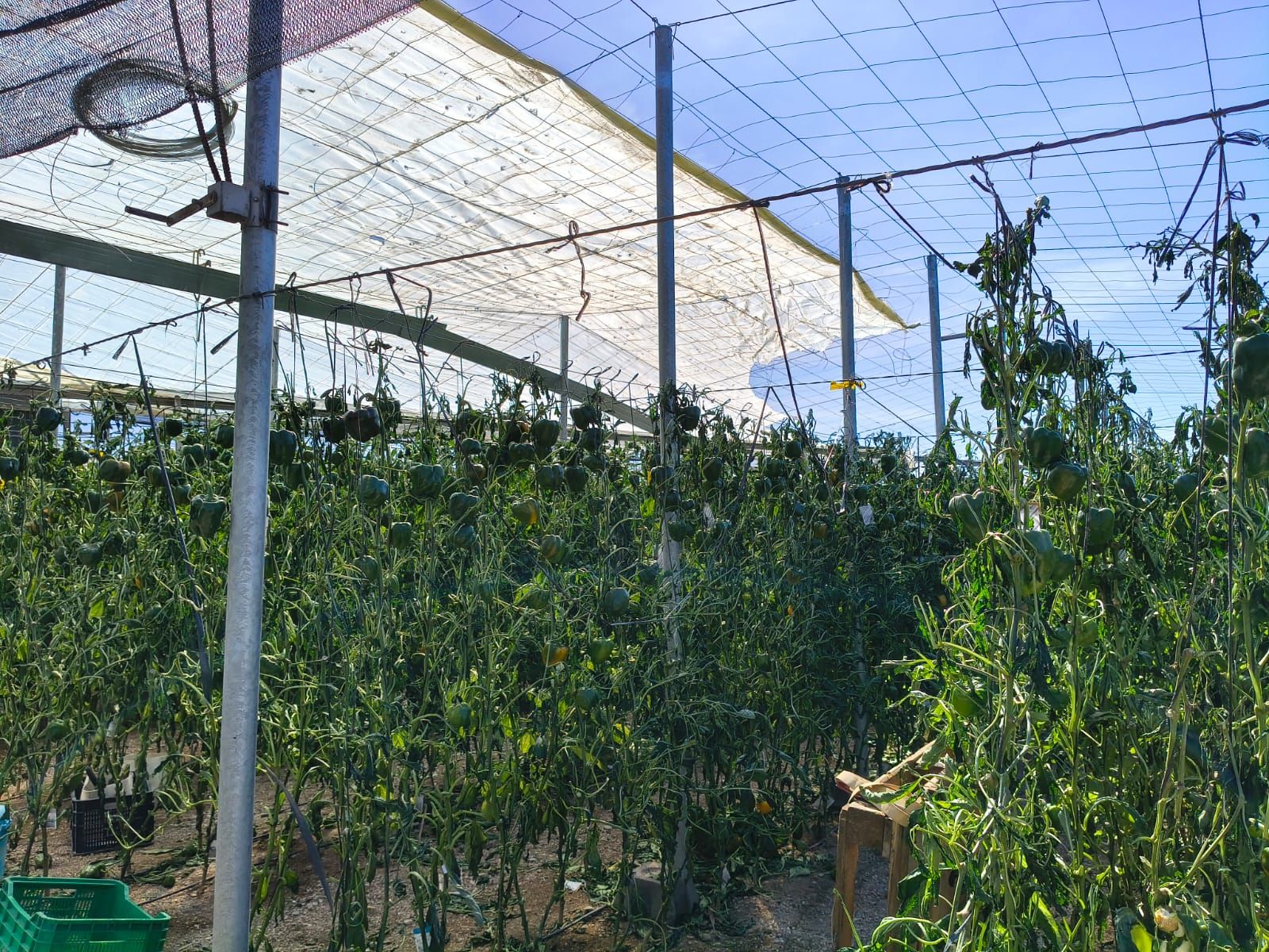 Más de 50 hectáreas destruidas: así ha dejado la borrasca Oriana la agricultura de Almería