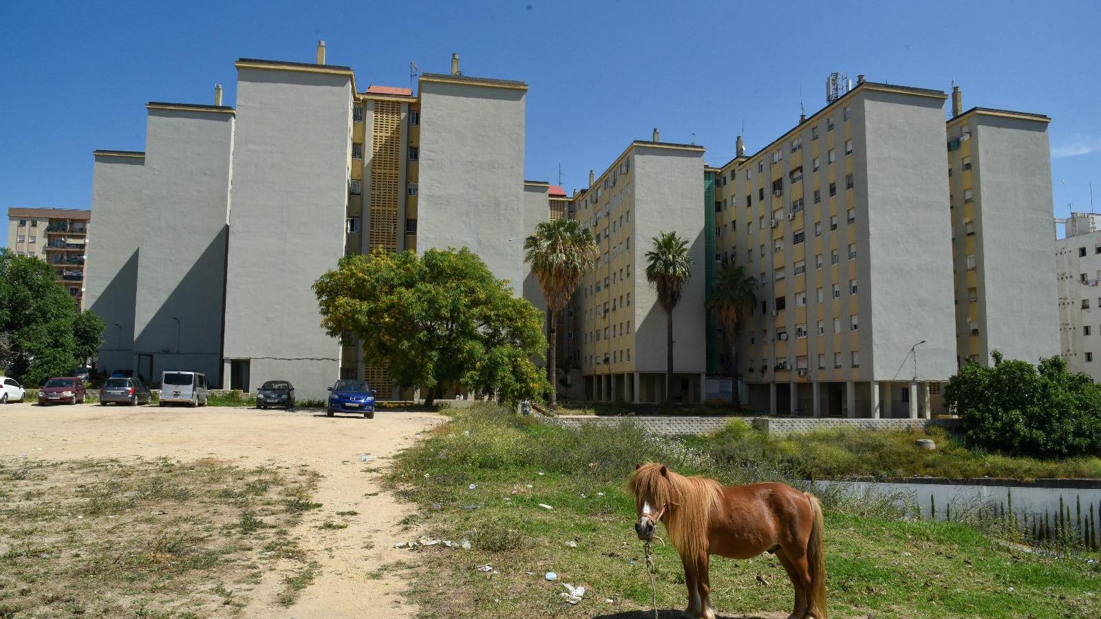 Un poni pasta en uno de los solares abandonados de la calle Antonio Machado, en El Saladillo. Un poni pasta en uno de los solares abandonados de la calle Antonio Machado, en El Saladillo.
