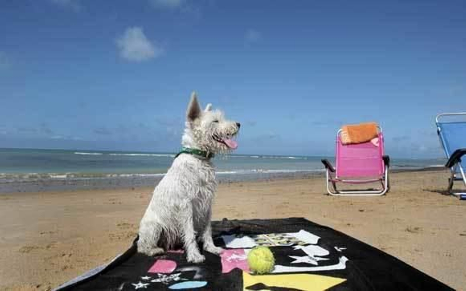 Una imagen del espacio dedicado al esparcimiento canino en Rota. /Fito Carreto
