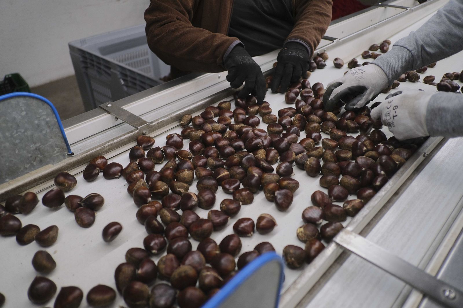 Cuadrillas en la recogida de castañas en el Valle del Genal