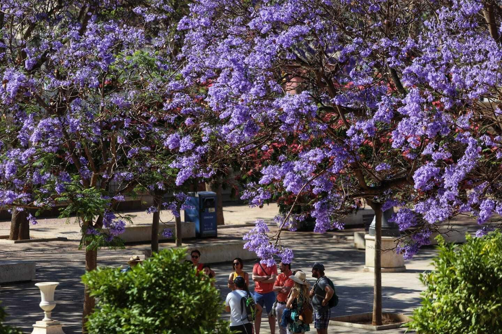 Jacaranda que florece en la Plaza de la Merced
