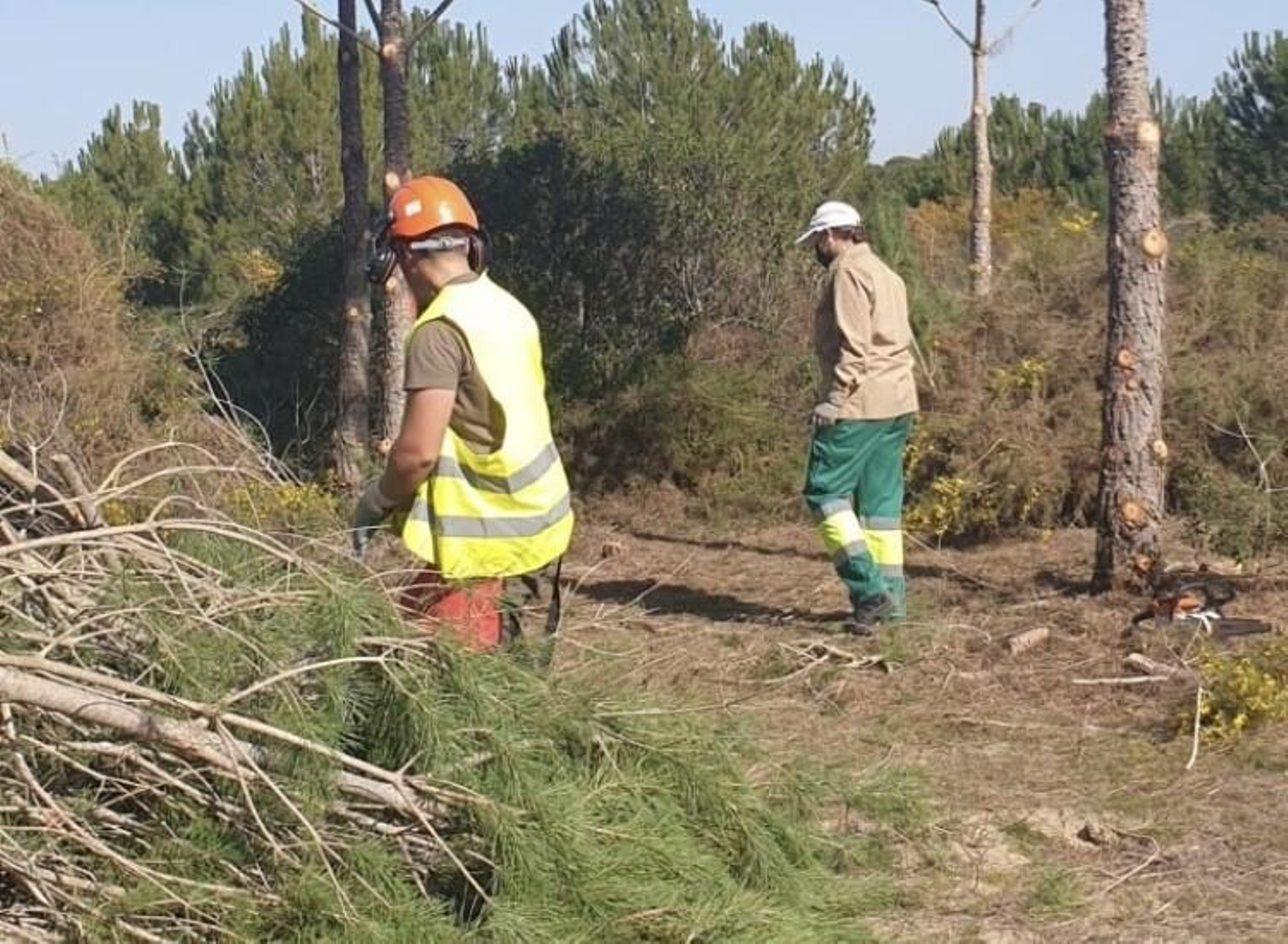Labores que se llevan a cabo en los montes de Almonte.
