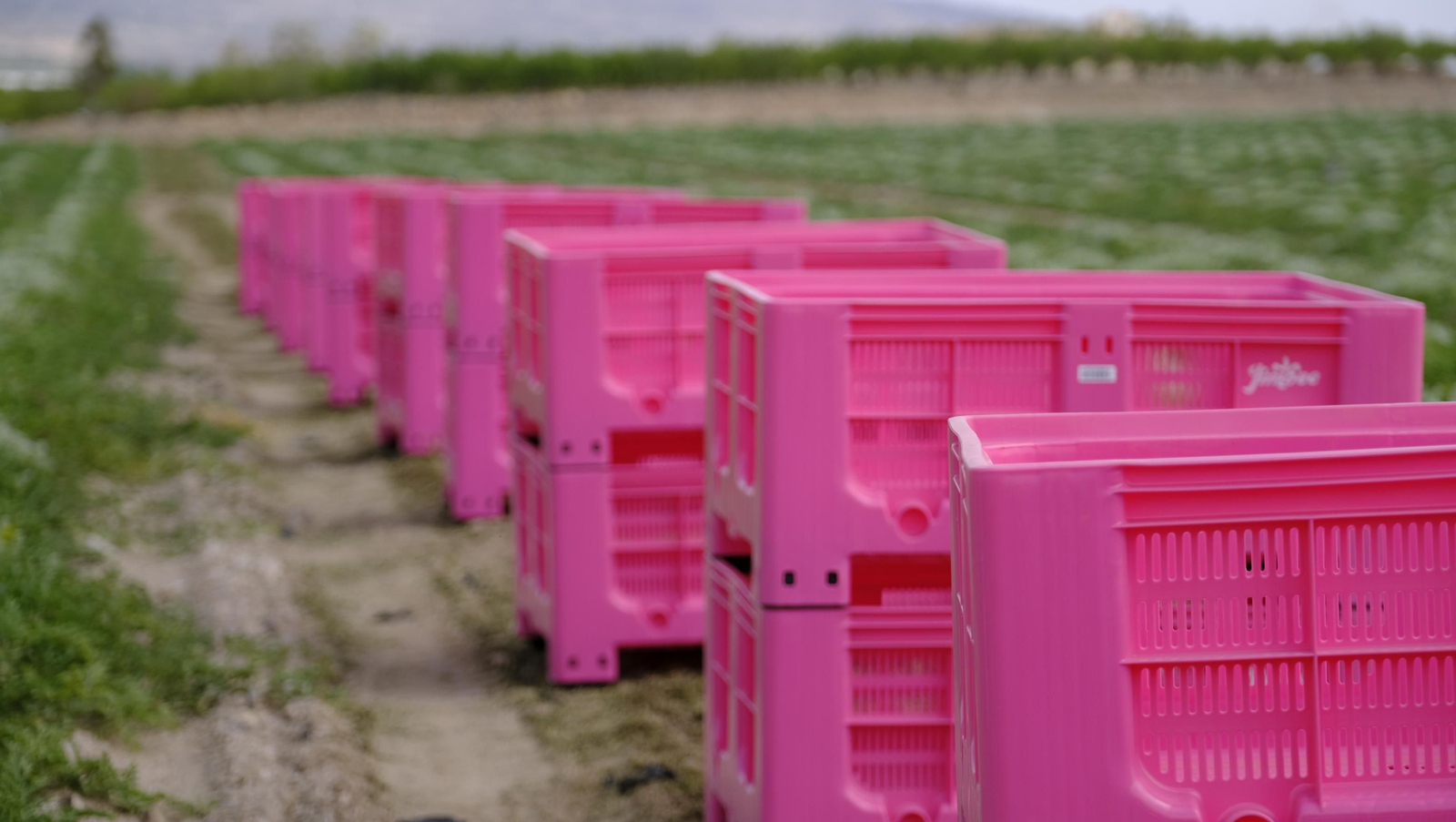 La sandía y el melón de Huércal Overa, manjares en imágenes