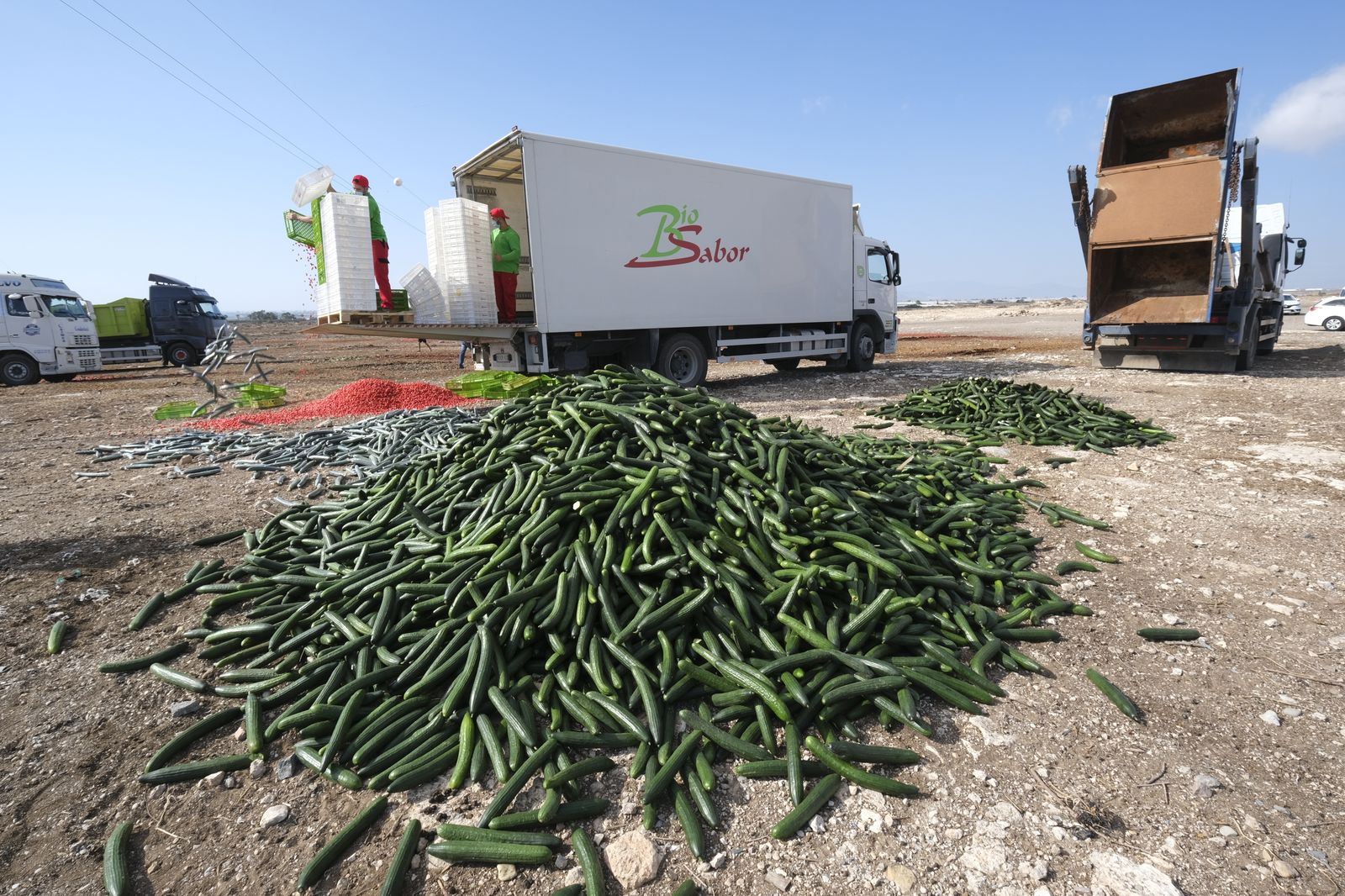 Fotogalería destrucción de pepinos en Almería