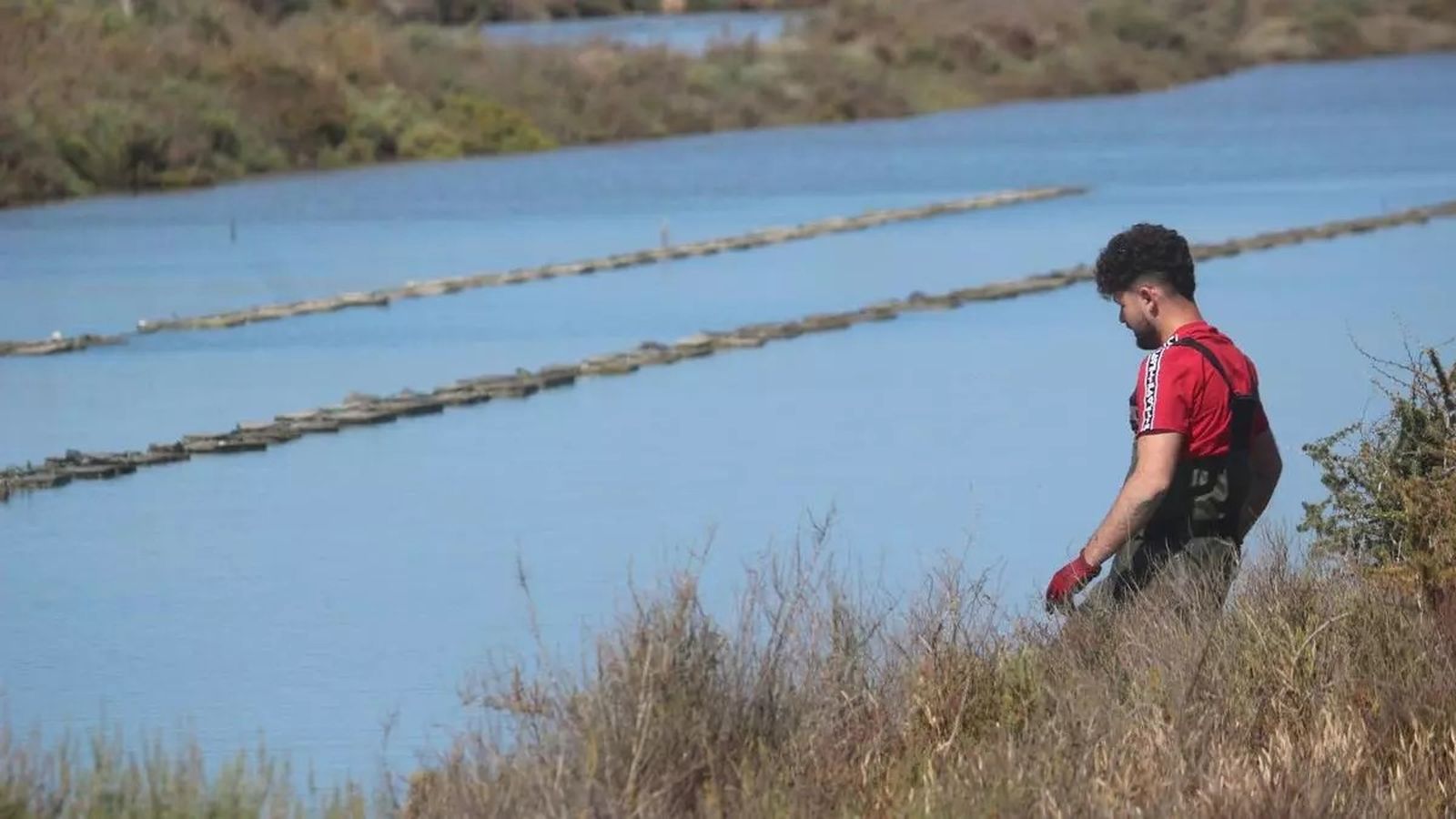 Los esteros gaditanos son también hogar de angiospermas marinas.
