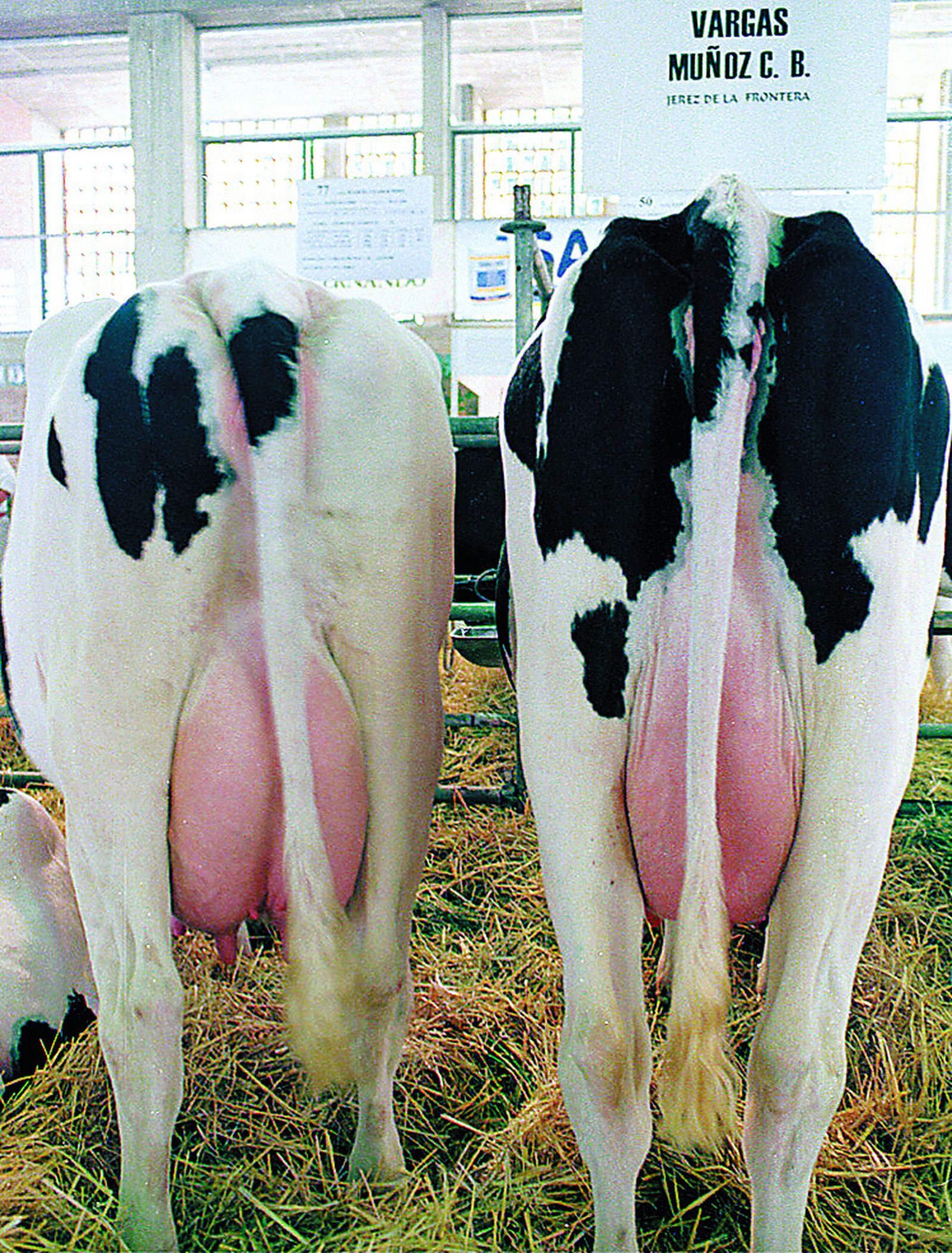 Vacas retinta, a la izquierda, y frisona, a la derecha, en Fegasur (Jerez).