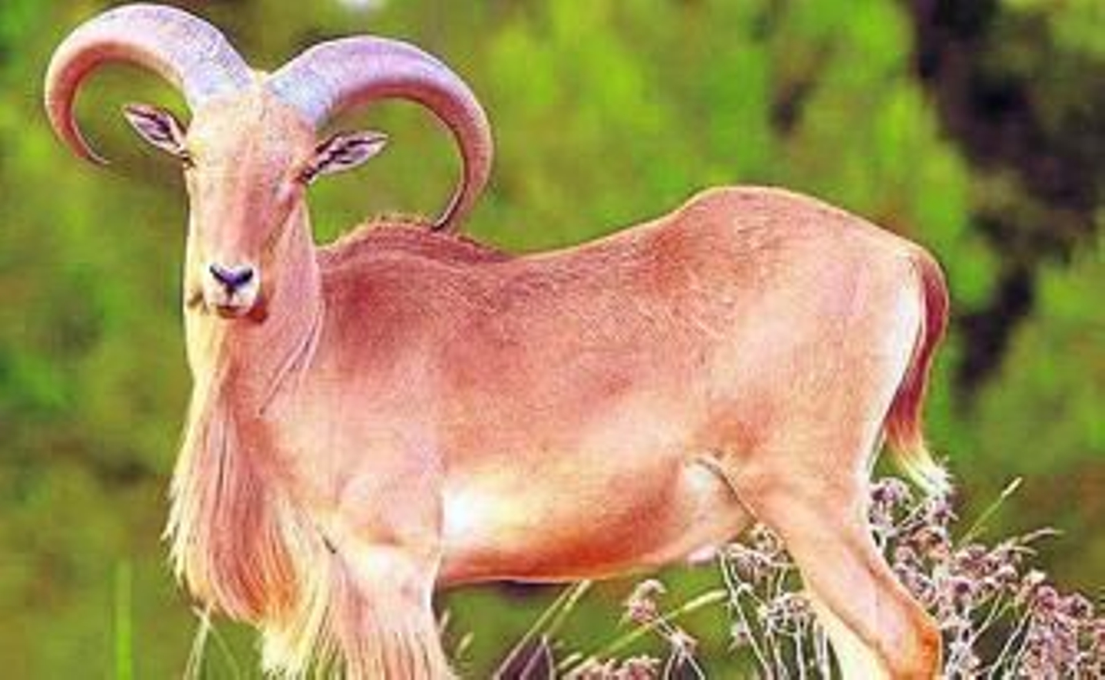 arruí.                Su presencia en Almería llegó a hacerse notable, aunque en la actualidad el arruí no es un animal que deba ser considerado como un animal que provoque alteraciones en la fauna almeriense.