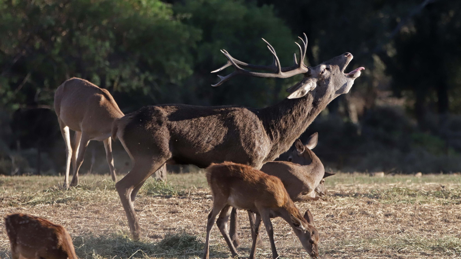 Fotos de la berrea en el Parque Natural de Los Alcornocales