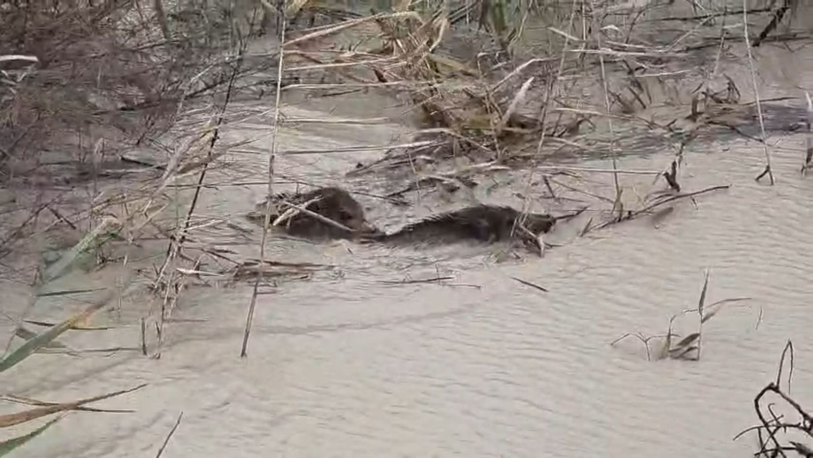 Unos jabalís intentan escapar de la crecida del río Guadalquivir en Córdoba