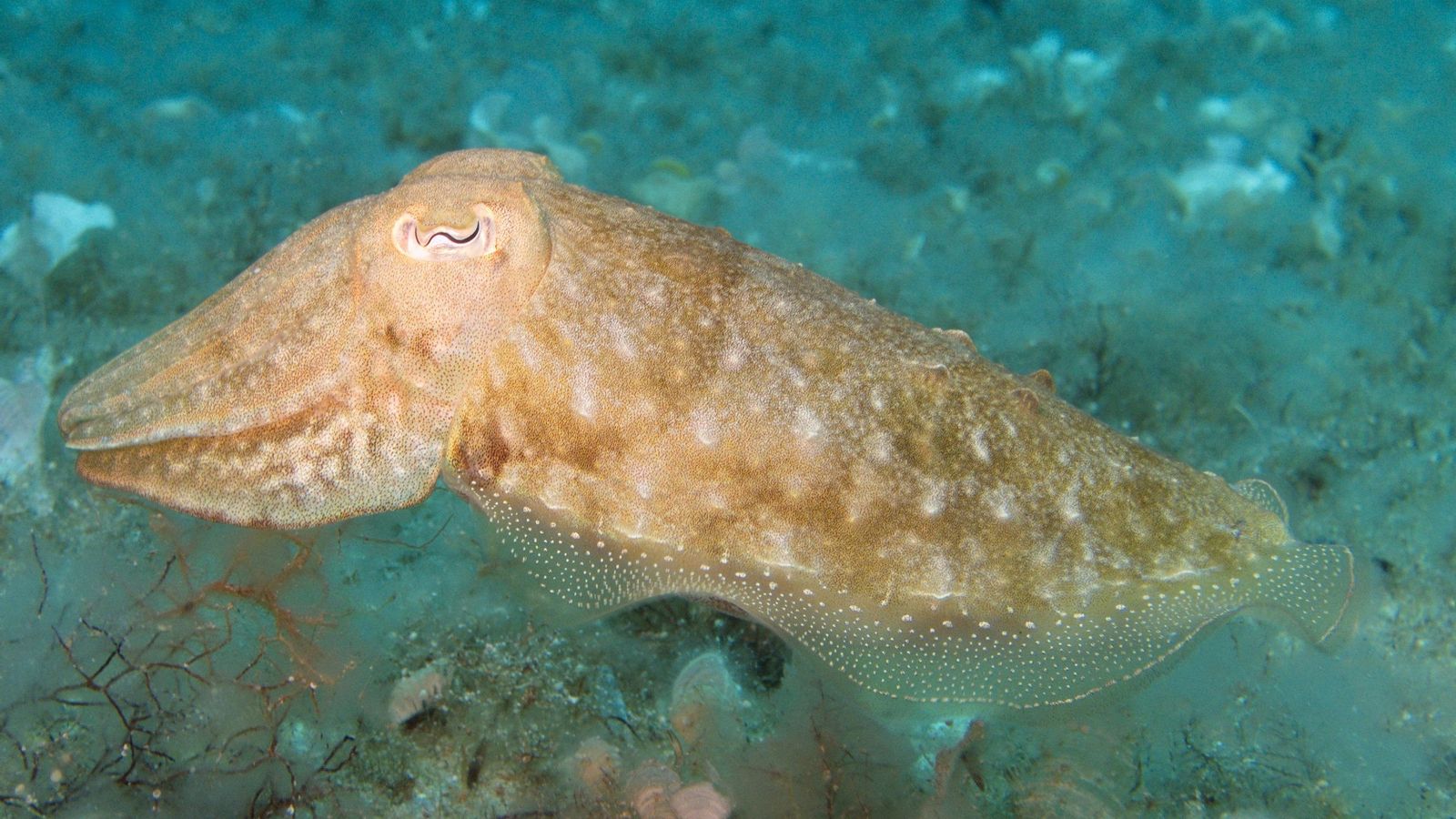 Biodiversidad marina mediterránea