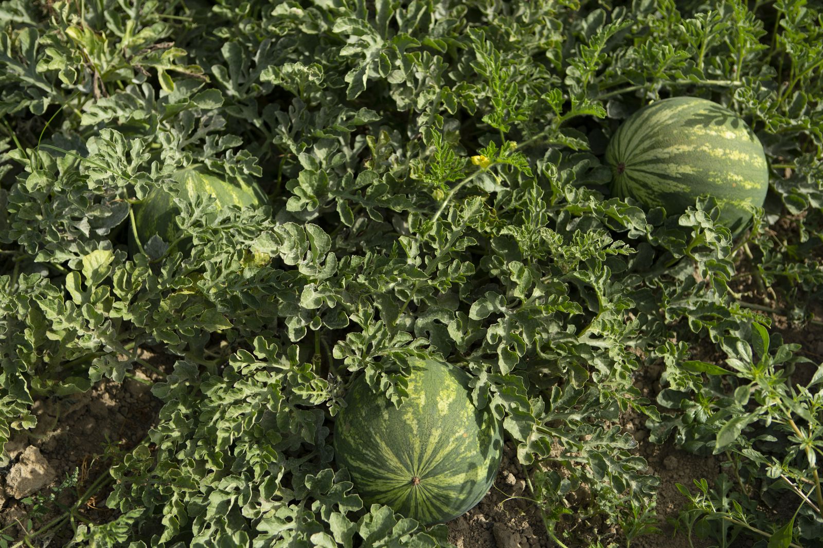 Sandía Harmonium F1 de BASF