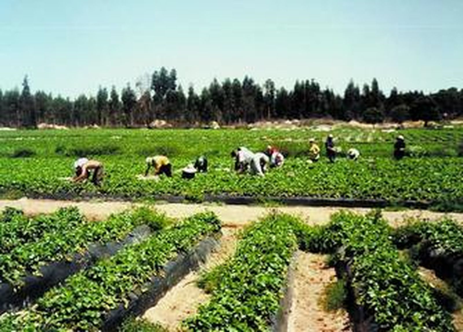 La llegada de temporeros acarrea más trabajo para los centros de salud.