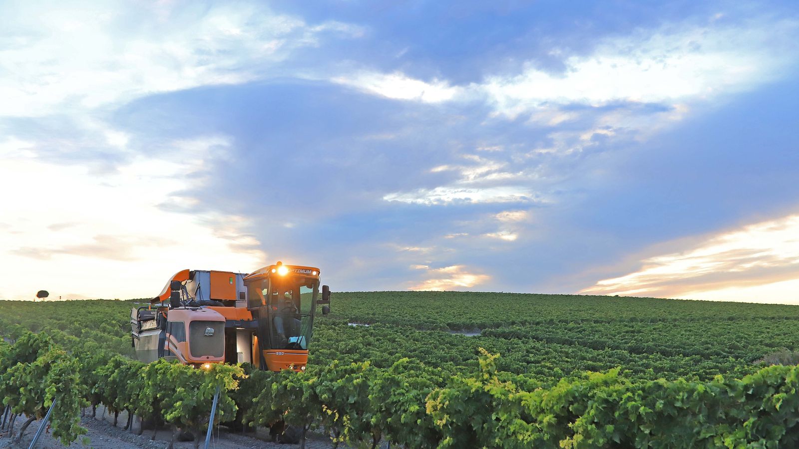Comienza la vendimia nocturna en la Viña Montegilillo de Lustau