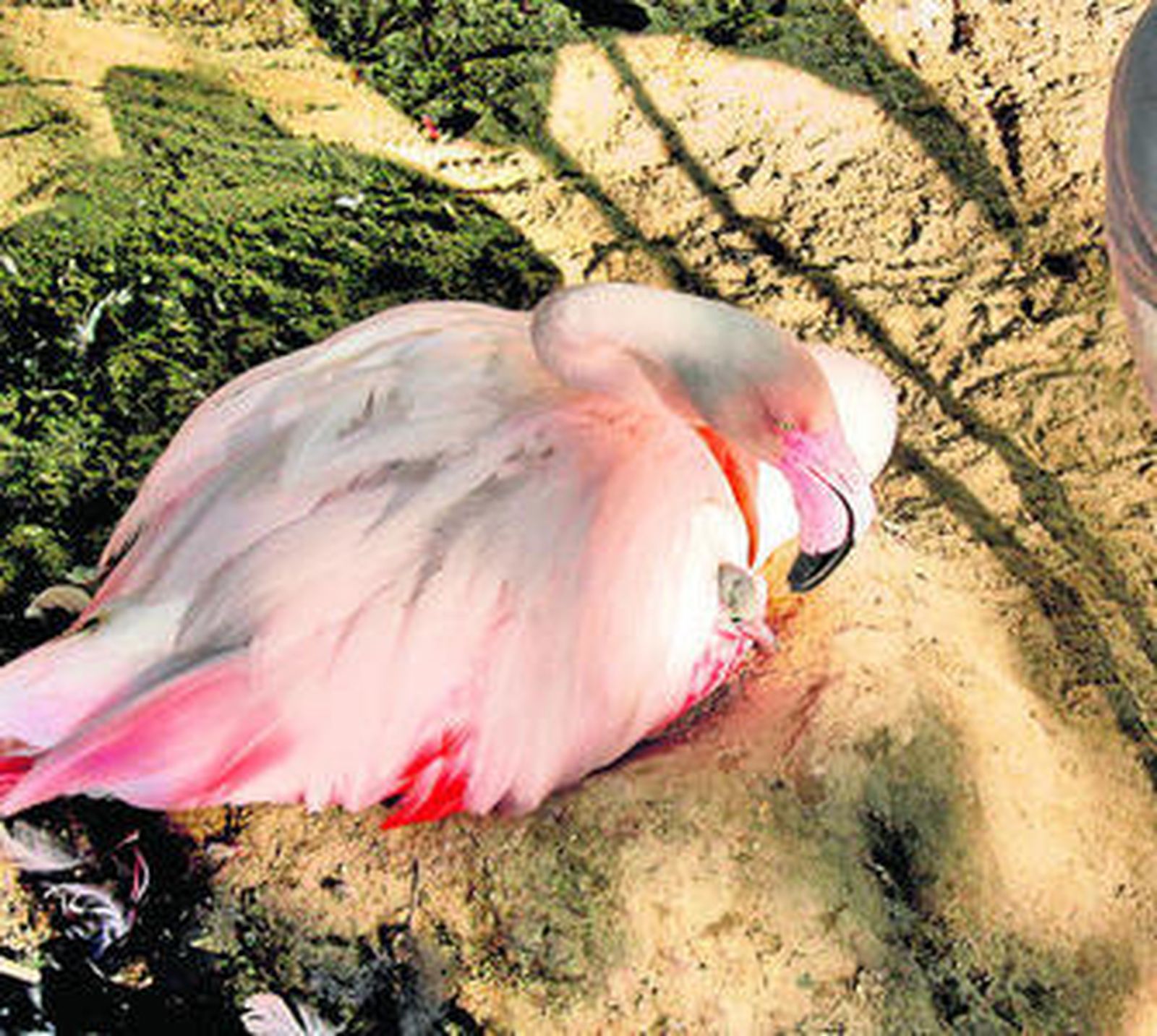 Imagen de un flamenco con su cría.