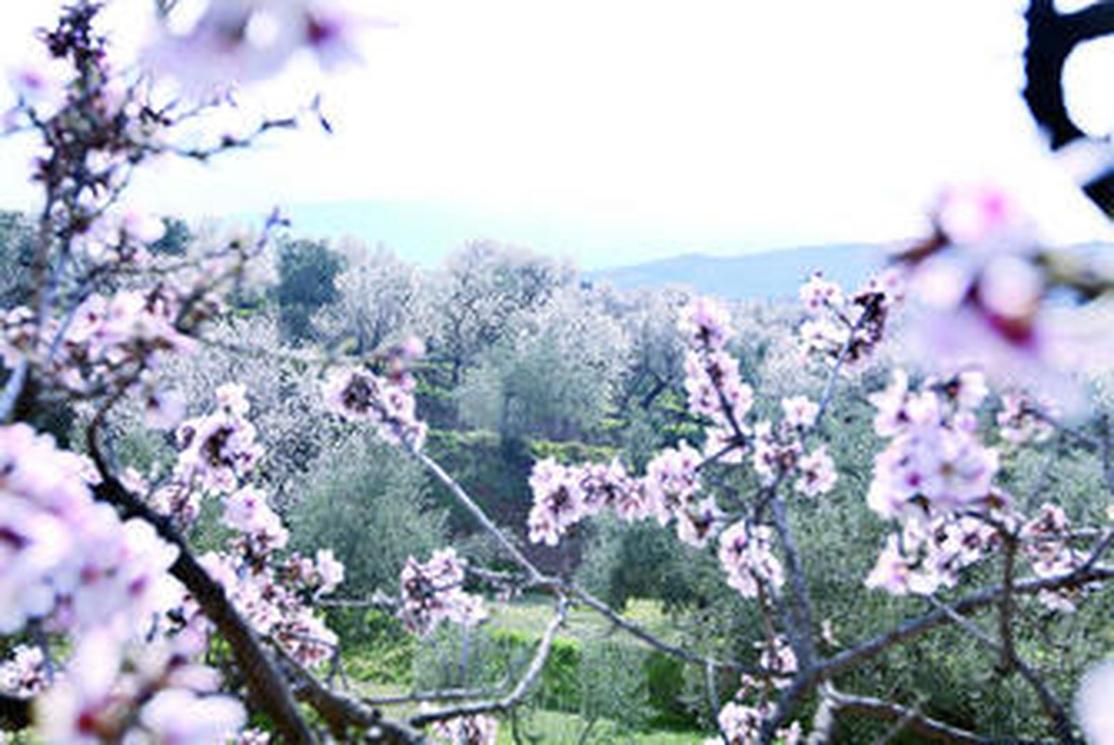 Nacimiento se viste de primavera