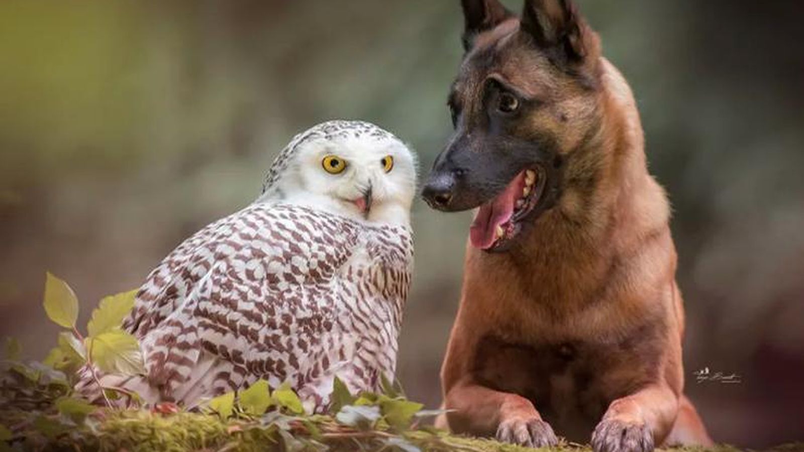 Sesión fotográfica de Ingo y los búhos