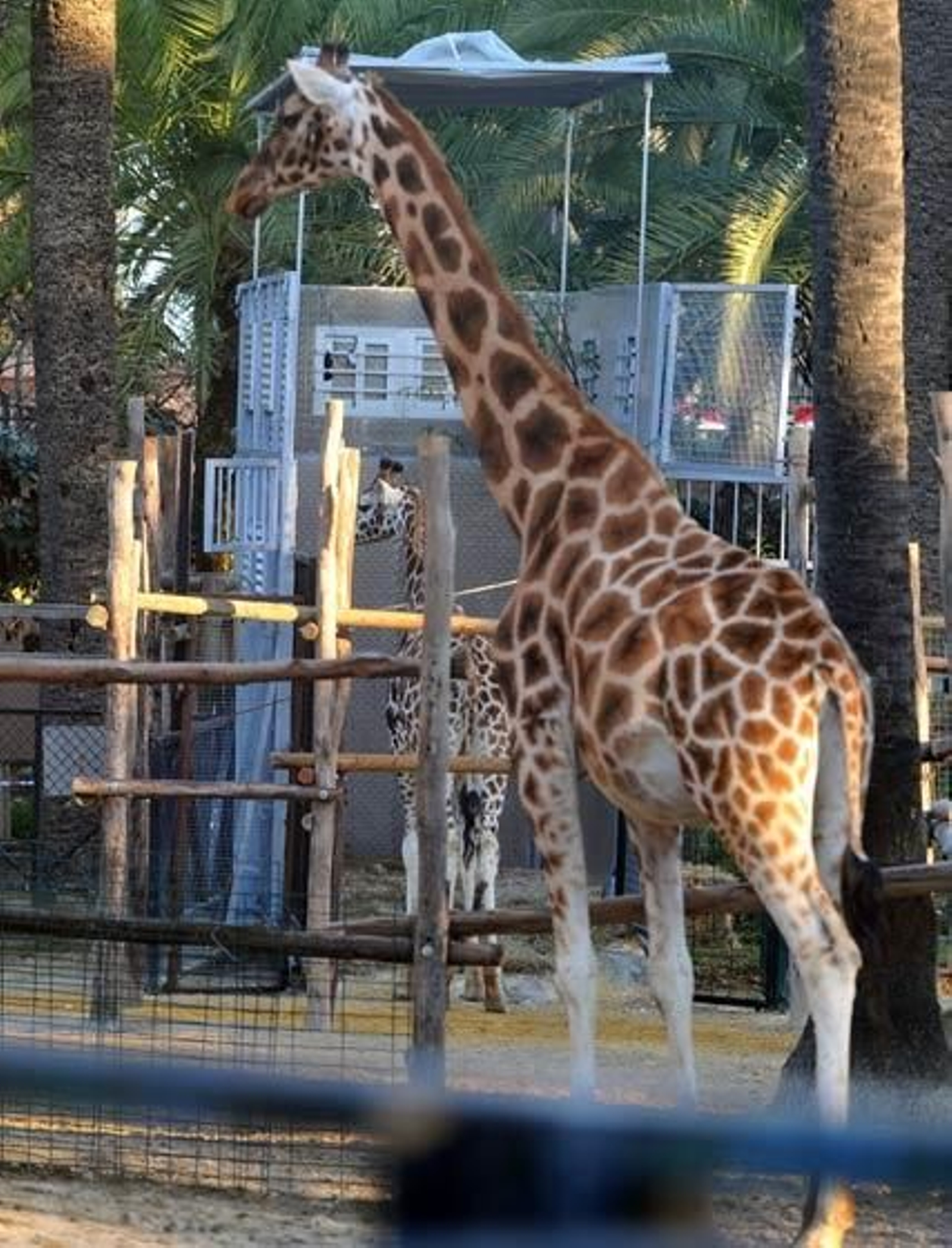 Jerezana, la jirafa de Rothschild nacida en marzo del año pasado en el Zoobotánico de Jerez ha sido trasladada al Parque Zoológico de Valencia para continuar con los trabajos de conservación de dicha especie

Foto: Manuel Aranda