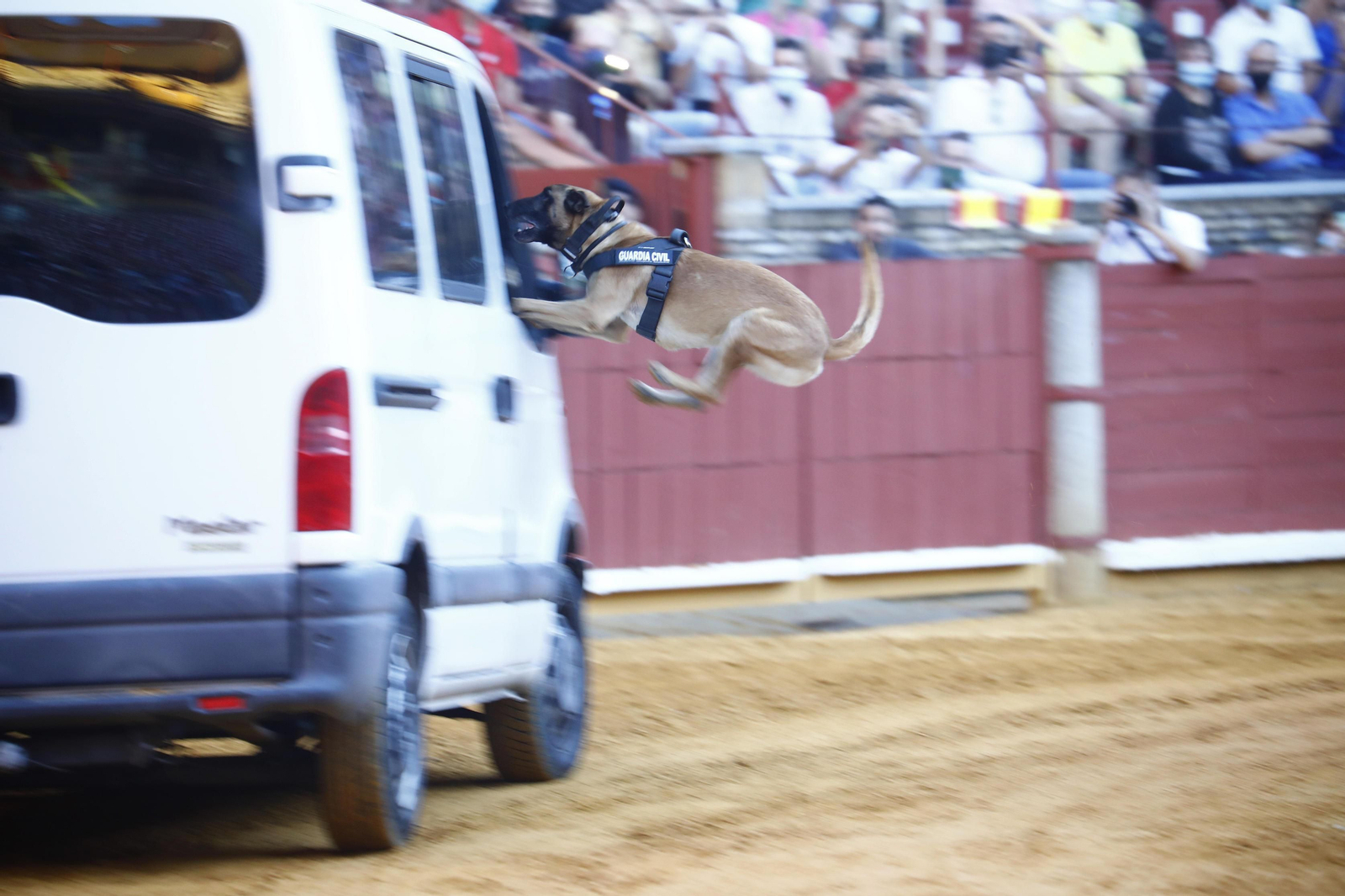 La impresionante exhibición de la Guardia Civil en la plaza de toros de Córdoba, en fotografías