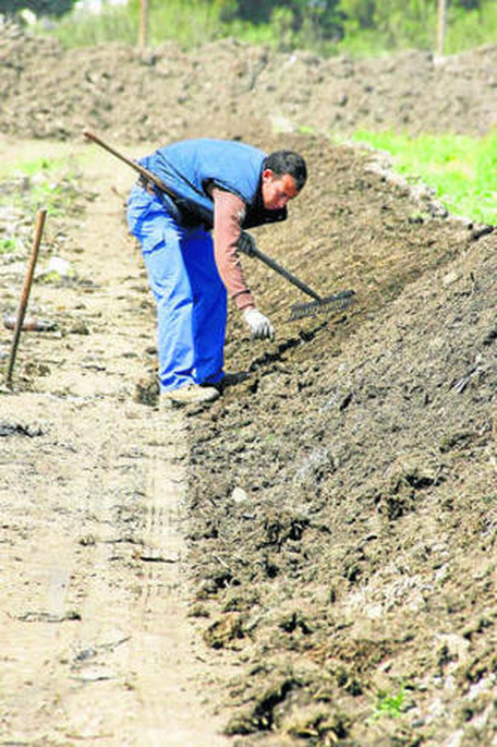 Técnica de compostaje natural empleando lombrices.