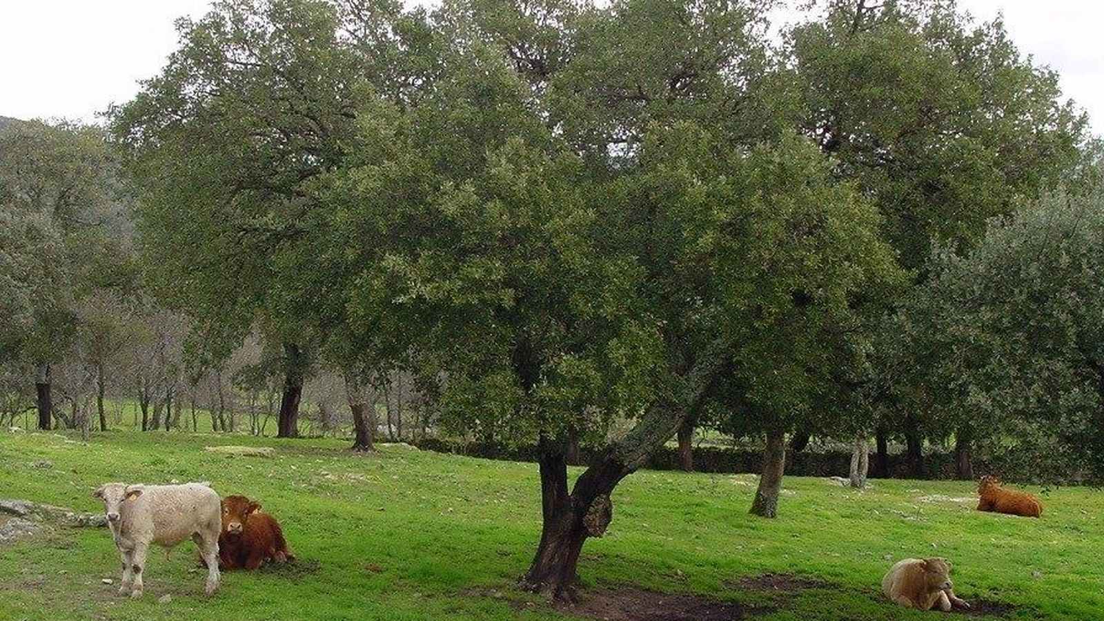 Ganado en una finca.