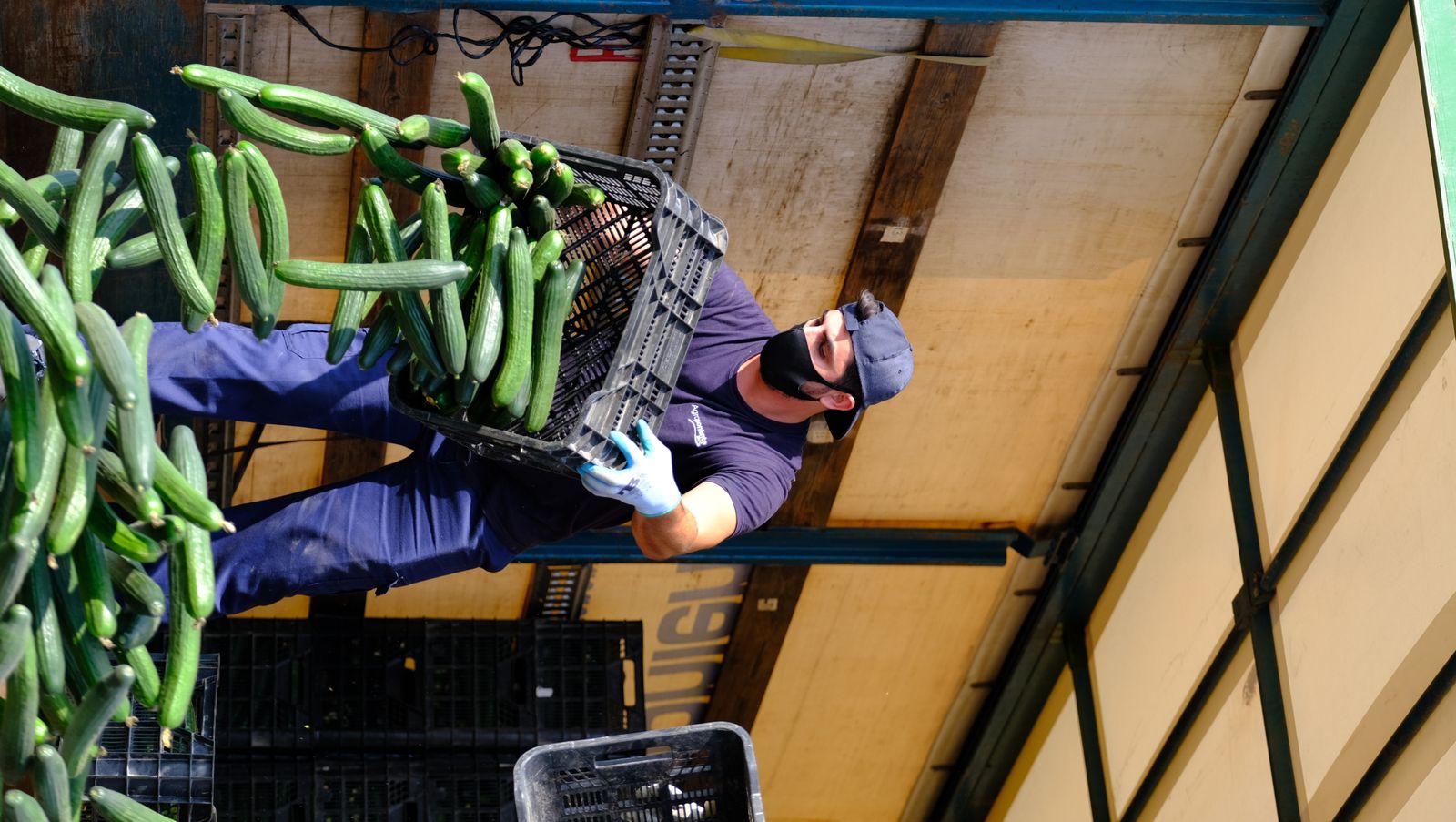 Fotogalería destrucción de pepinos en Almería