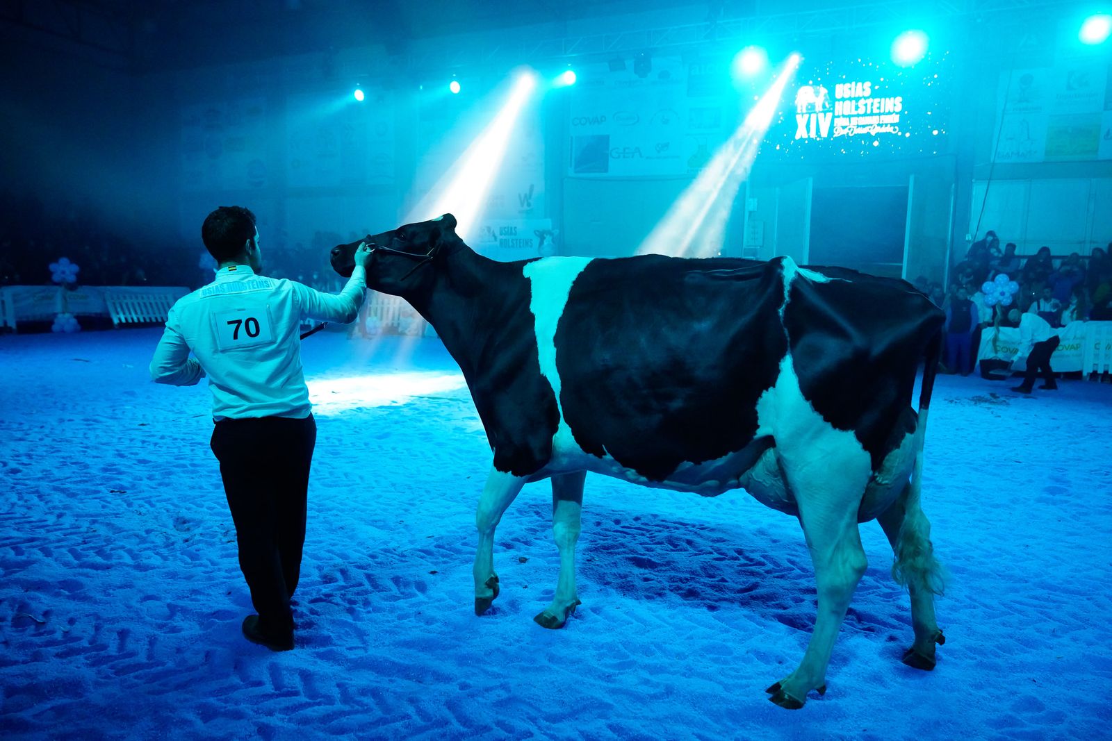 La elección de la Vaca Gran Campeona de Dos Torres, en fotografías