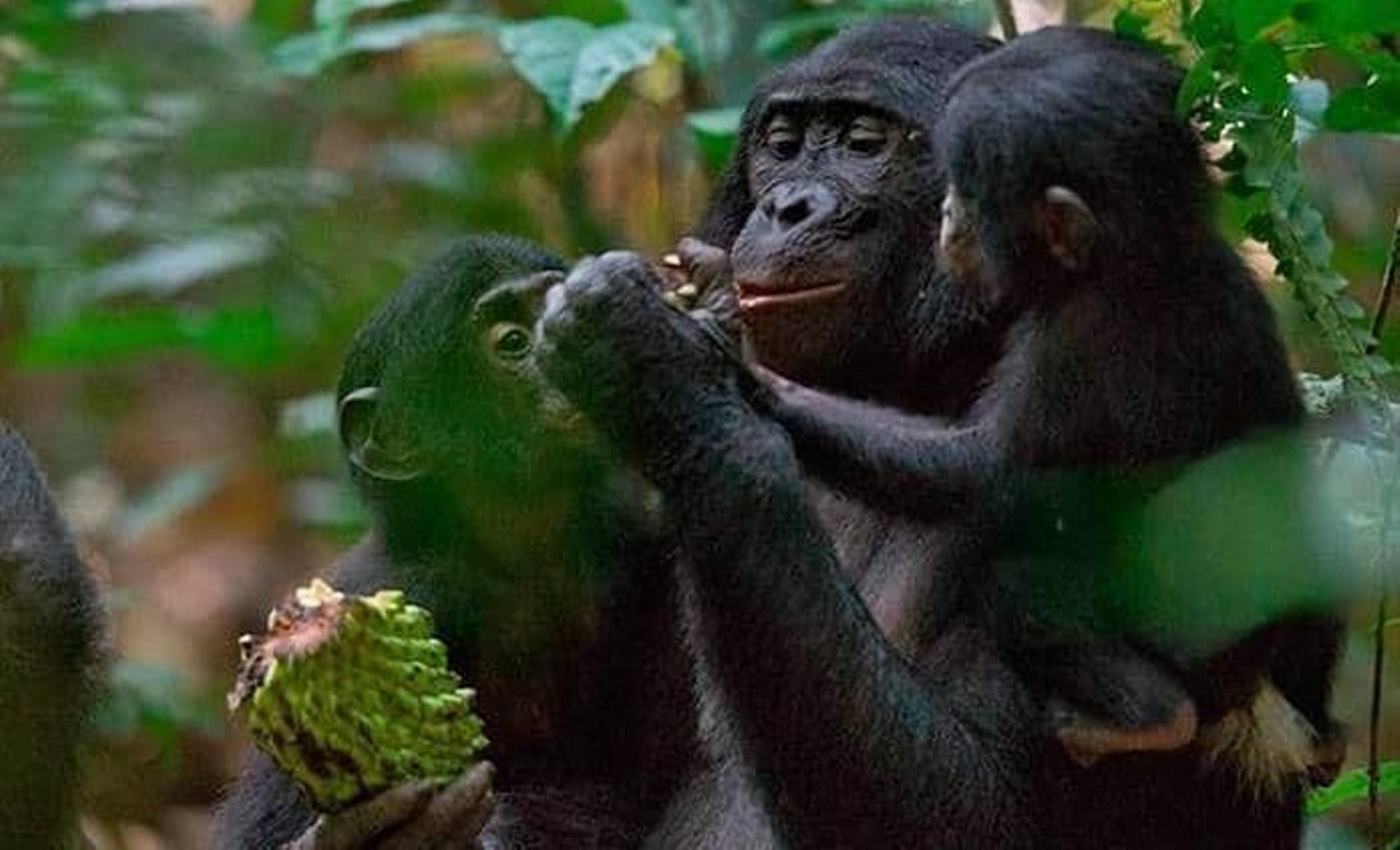 Un estudio apunta que los primates tienen preferencias de color relacionadas con la dieta