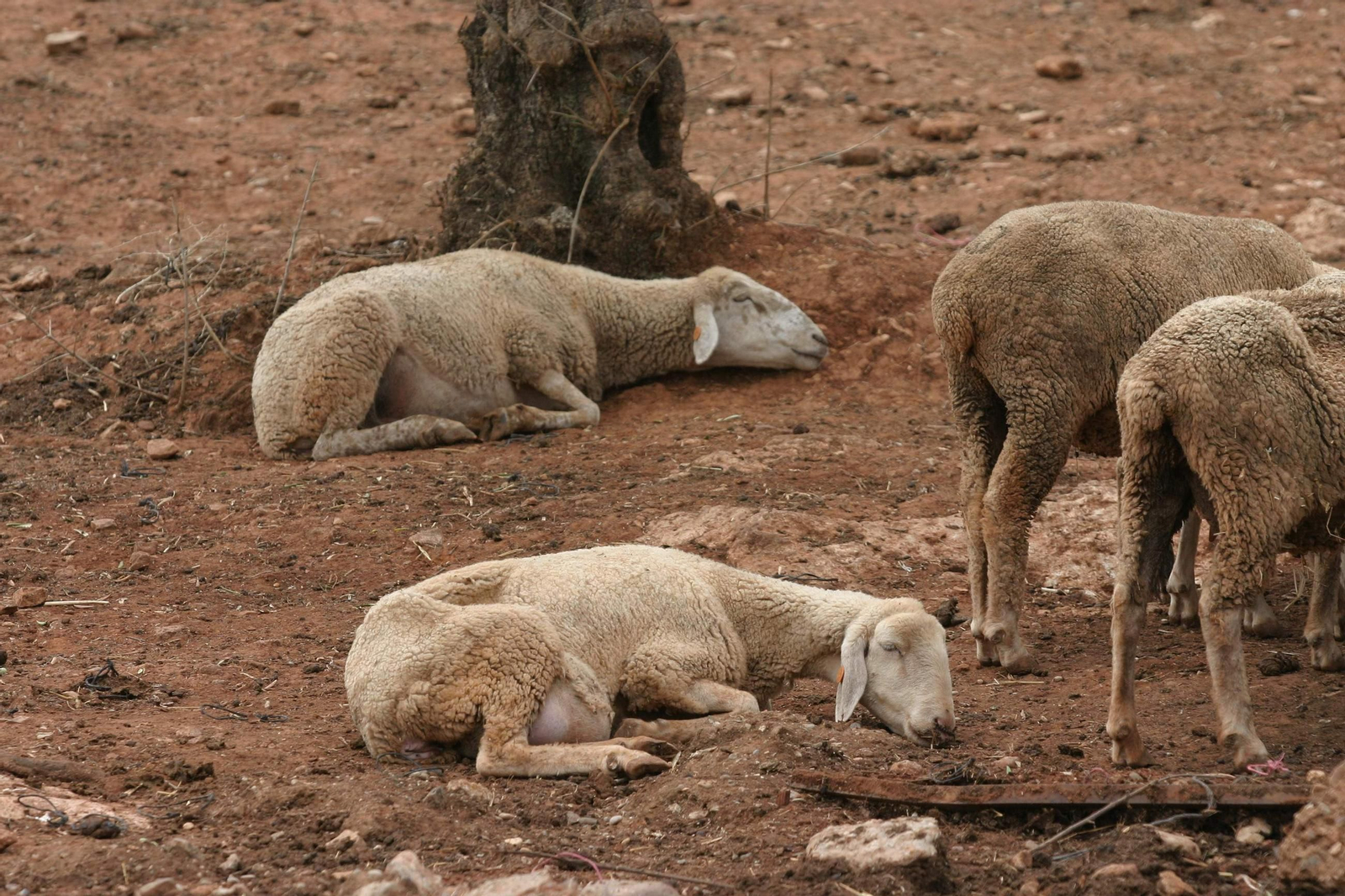 Ovejas infectadas por la lengua azul.