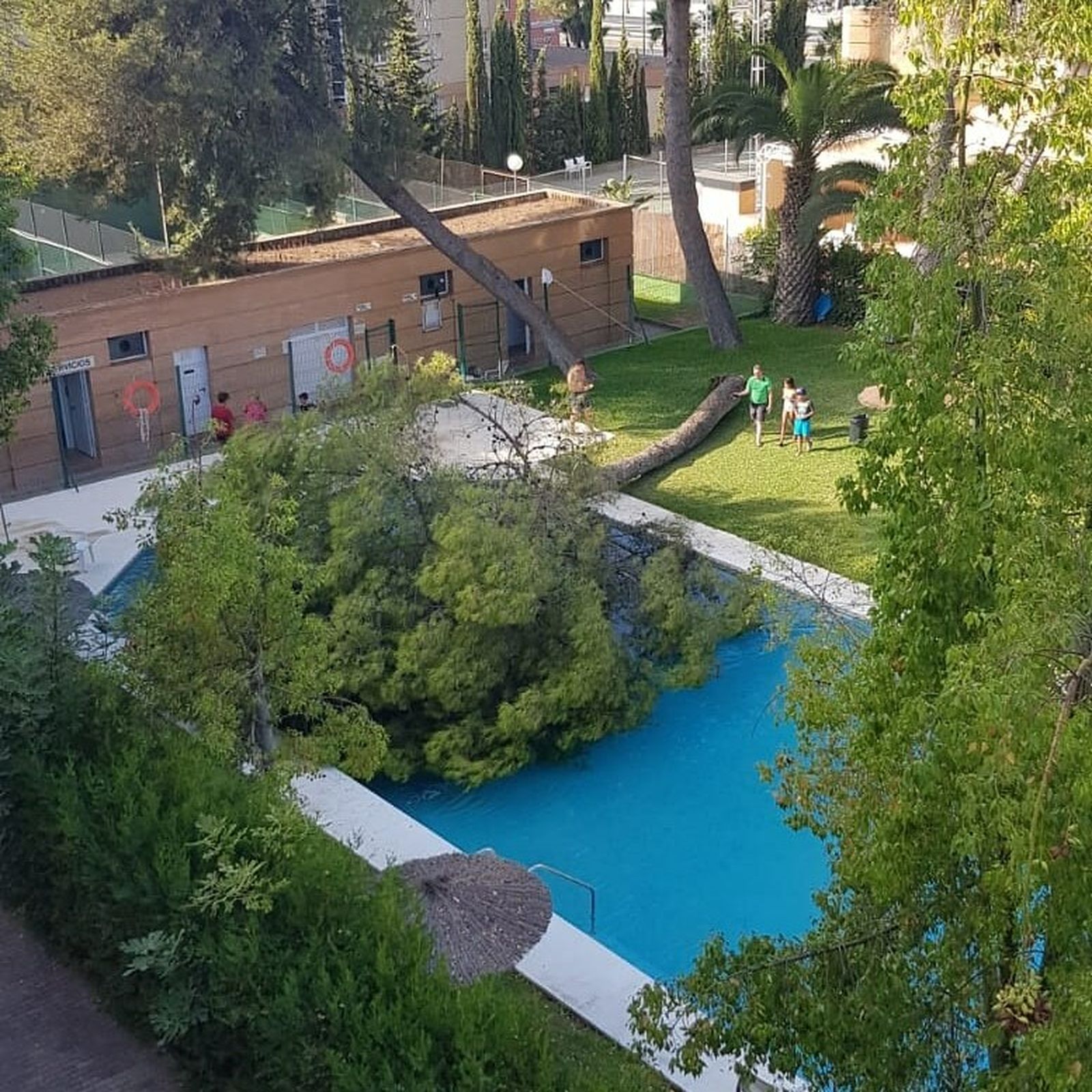 Un árbol de grandes dimensiones cae sobre una piscina en Dos Hermanas