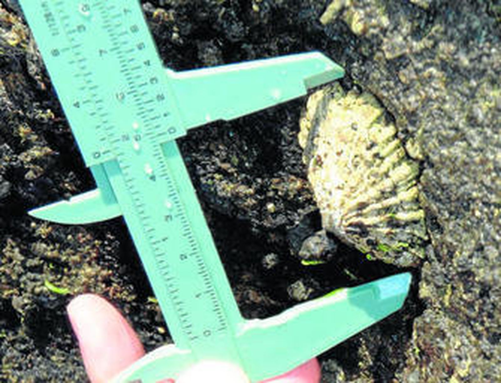 Una imagen de archivo de las mediciones de la 'patella ferroginea'.