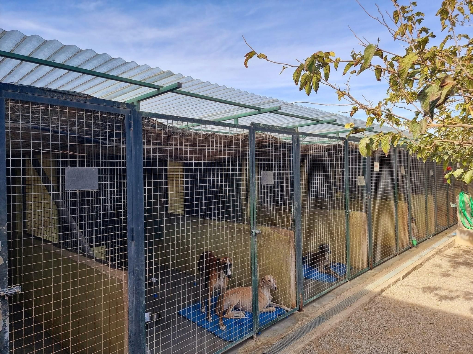 Cubiertas para proteger a los perros de la protectora 'Rescate Animal' del frío y la lluvia