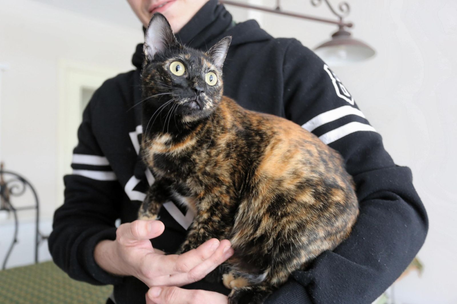 El dueño de un gato sostiene a su mascota en sus brazos.