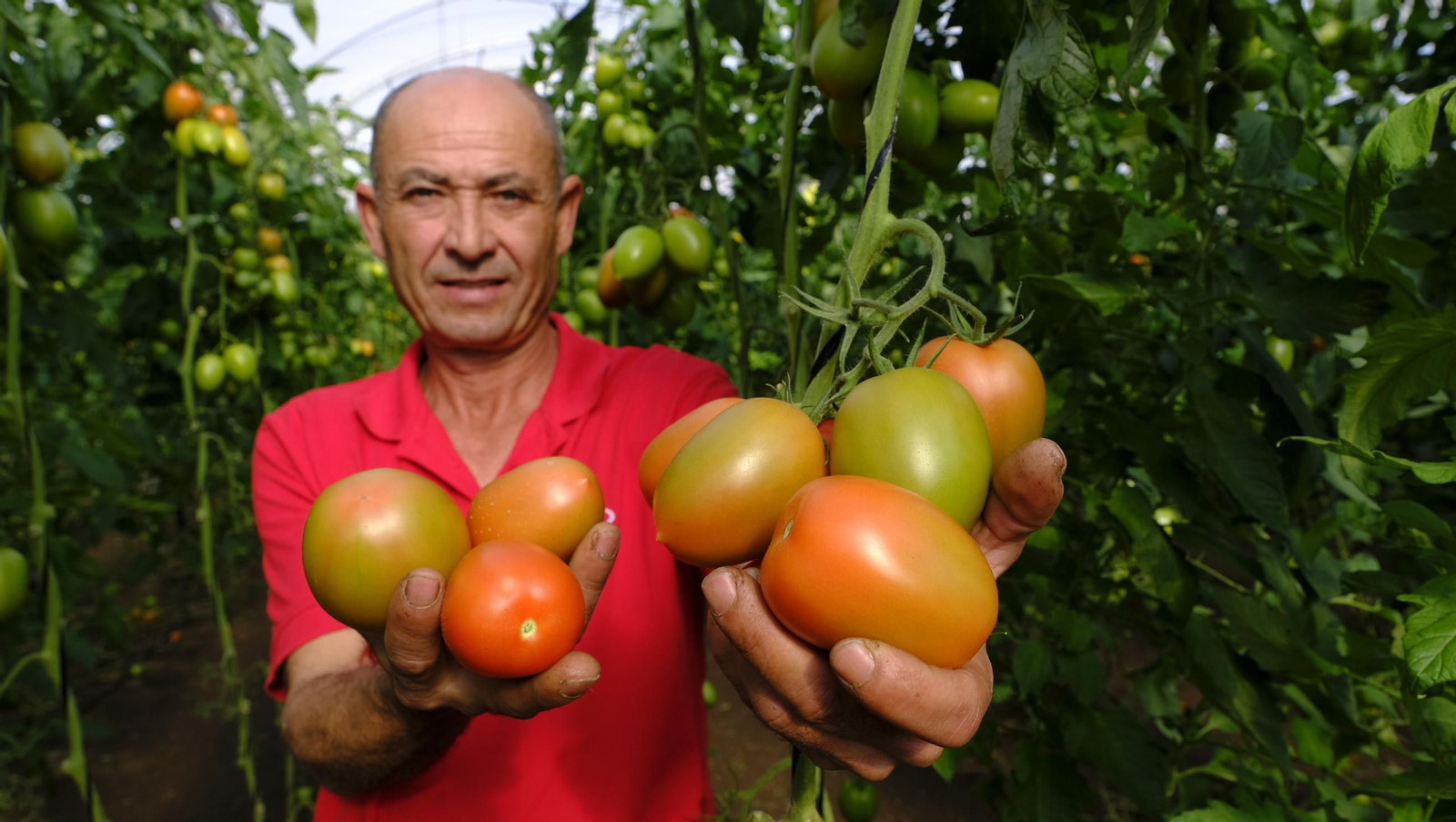 Tomates del campo almeriense para los lineales de los supermercados, en imágenes