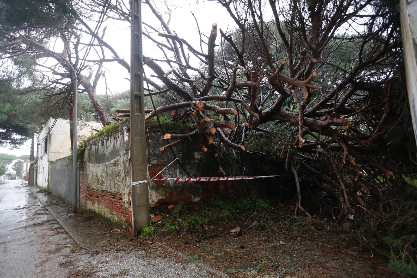 Árboles y ramas en una parcela de Los Pinos, este sábado.