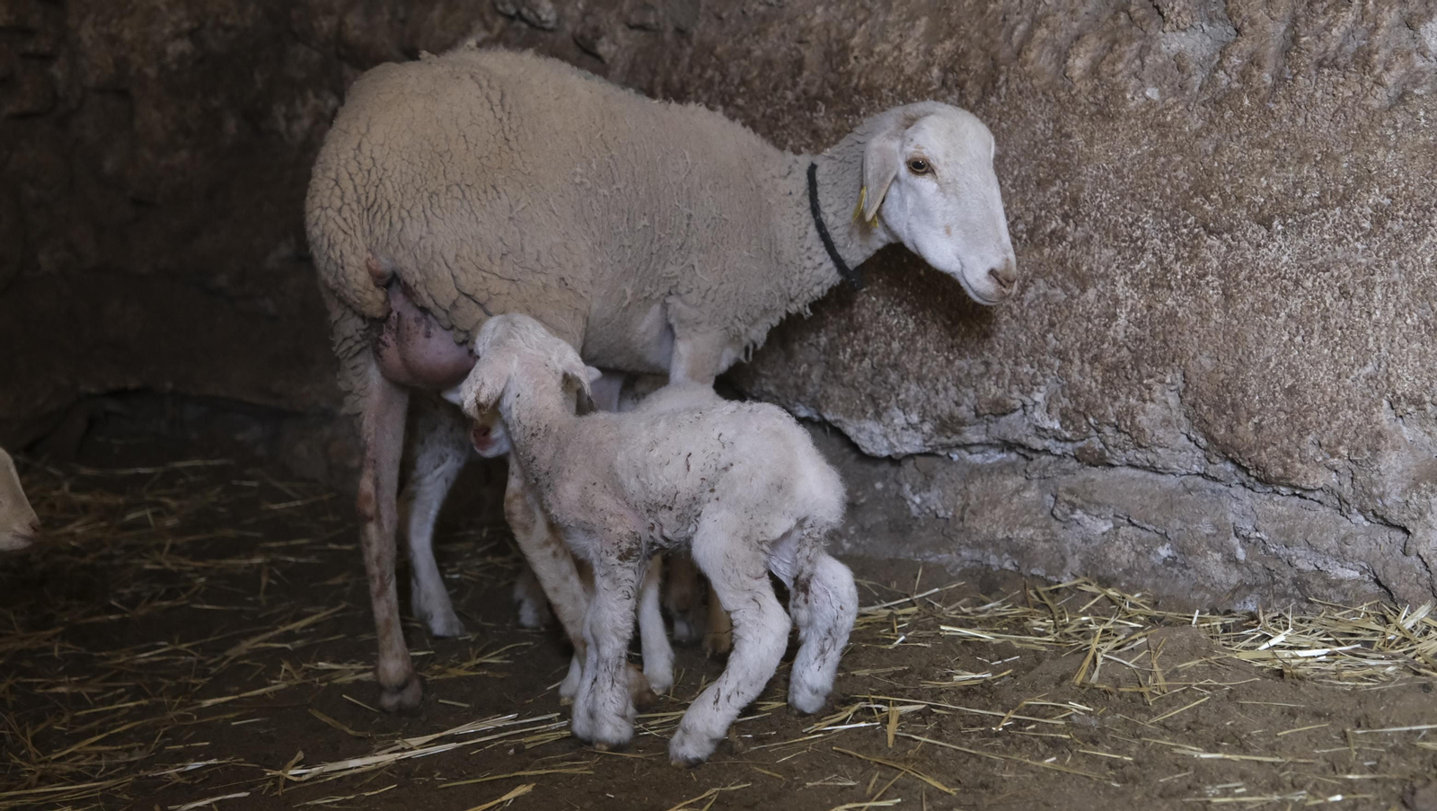 Fotogalería de la ganadería tradicional de Vélez Rubio, las imágenes más tiernas de los corderos recién nacidos