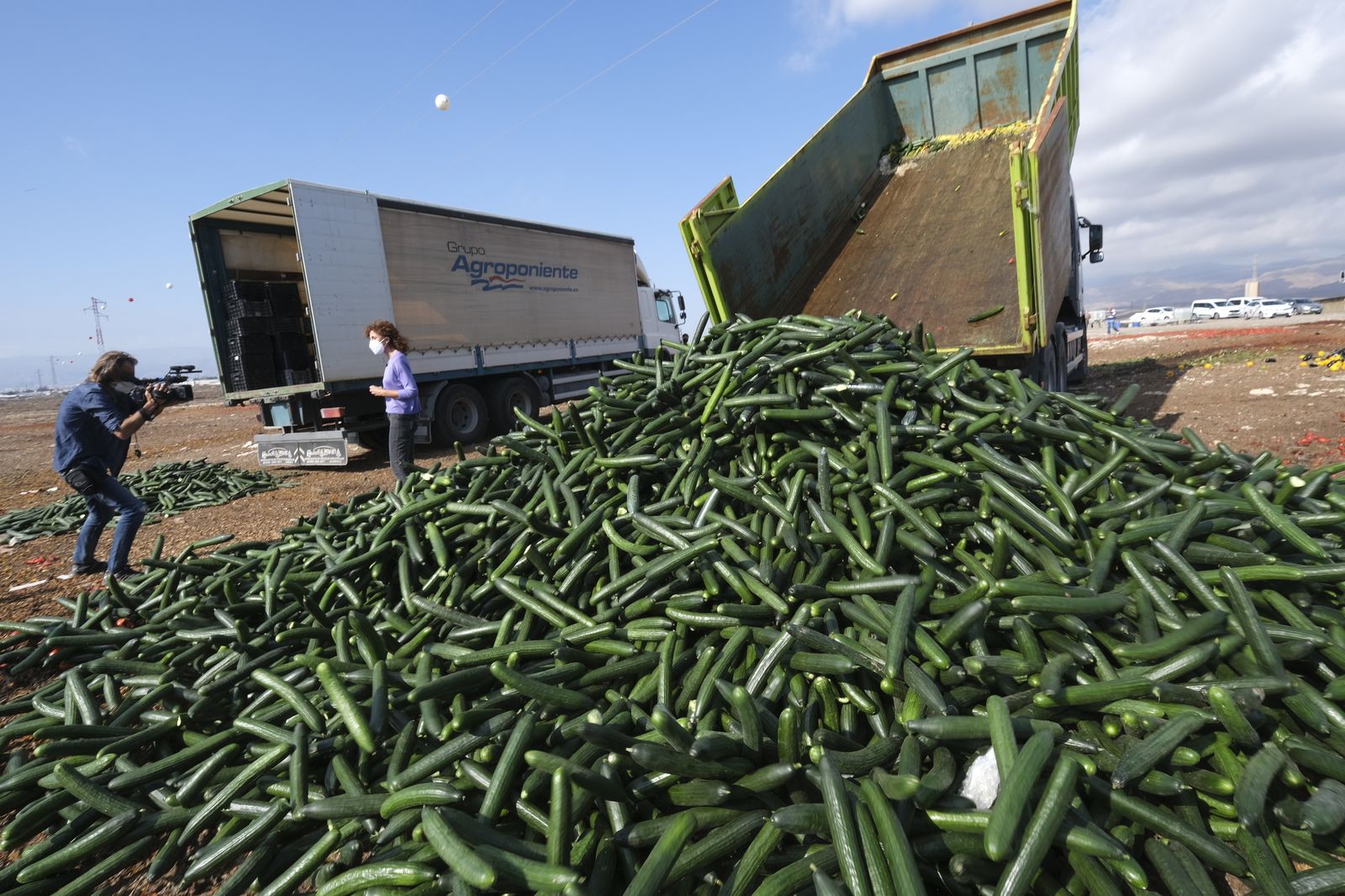 Fotogalería destrucción de pepinos en Almería