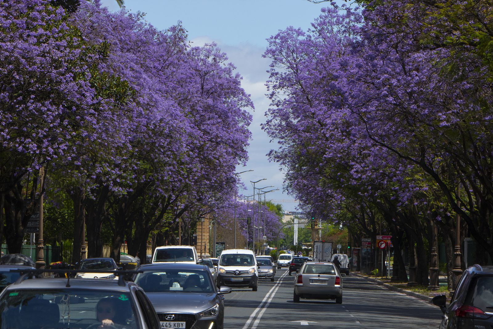 El color morado reina en Sevilla