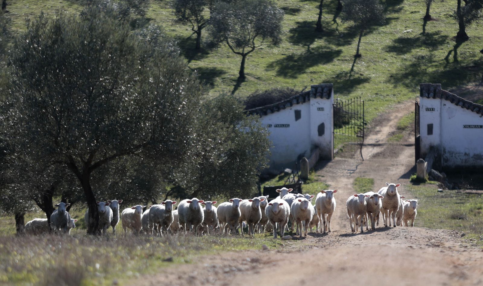 Cabaña ovina en Cazalla de la Sierra