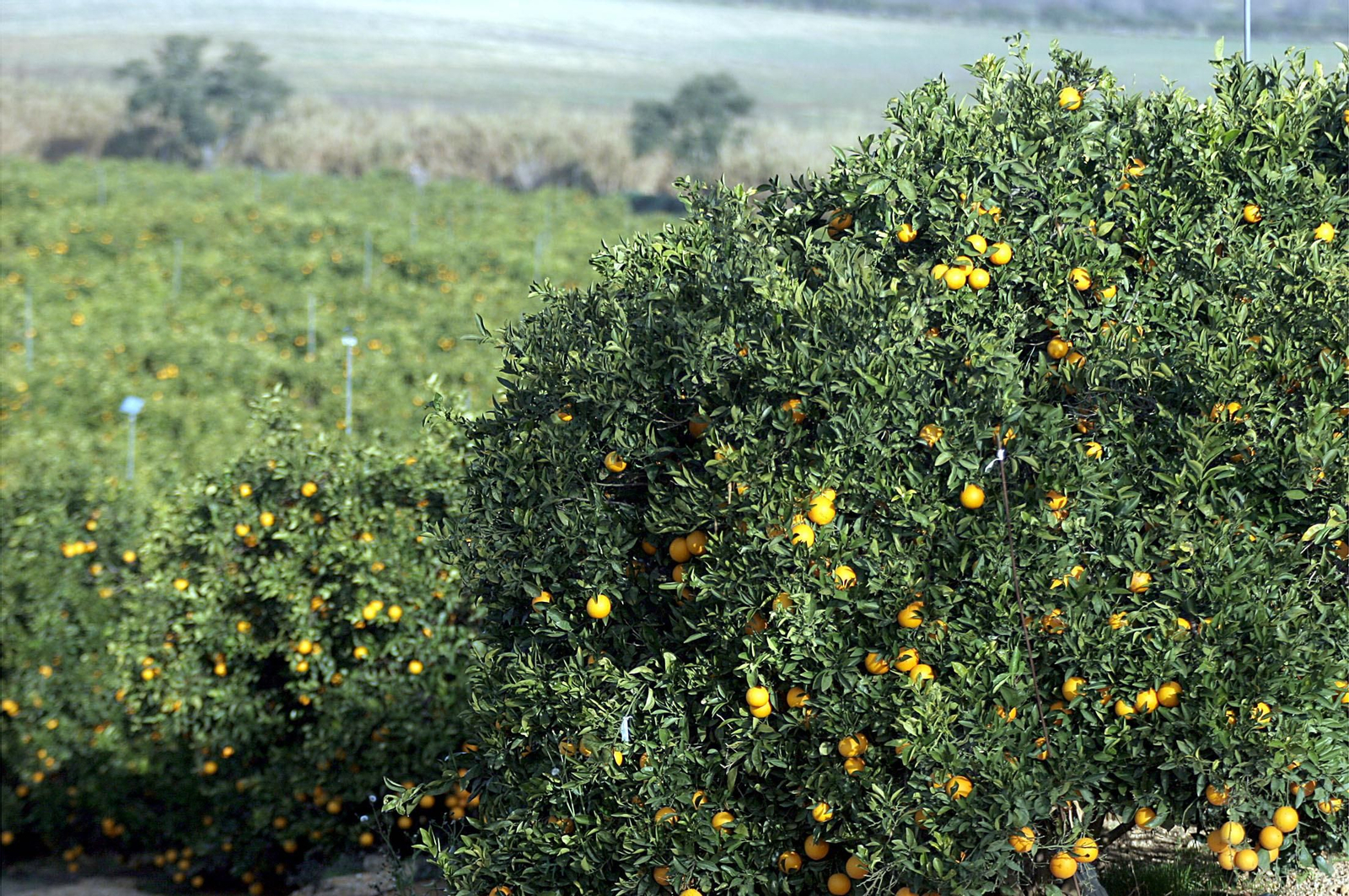 Naranjos de regadío en el Andévalo.