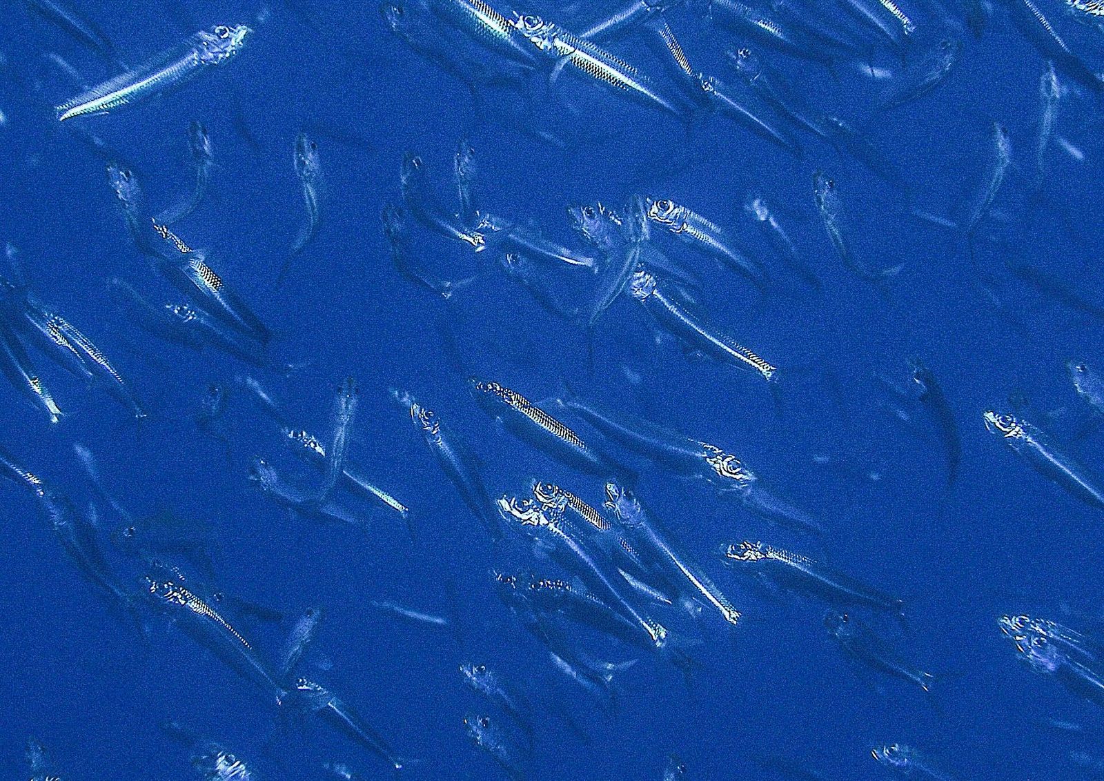 Alevines de Sardina pilchardus.