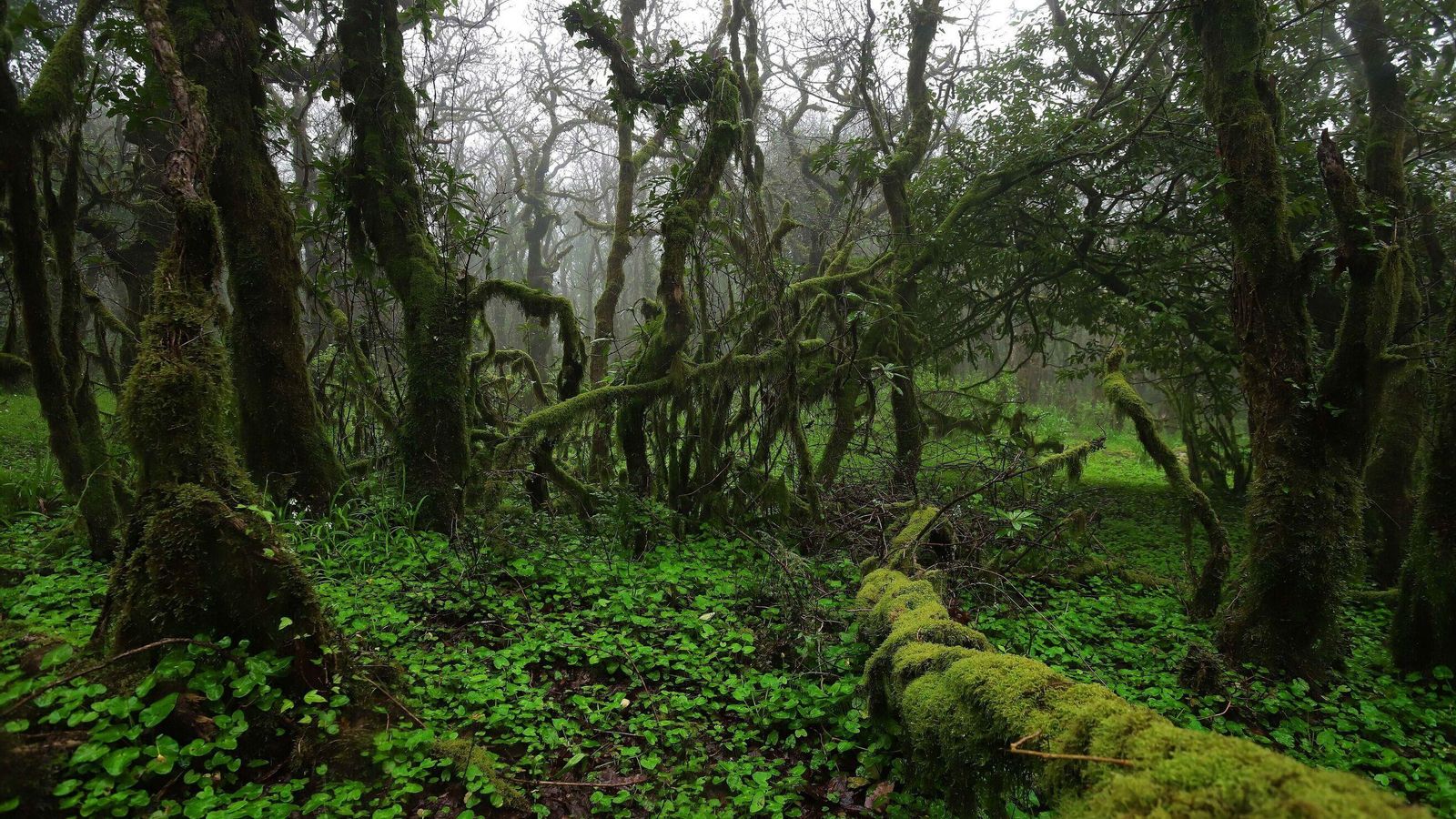 Alcornoques, helechos, quejigos y musgos forman el bosque tropical más bello de la provincia de Cádiz.