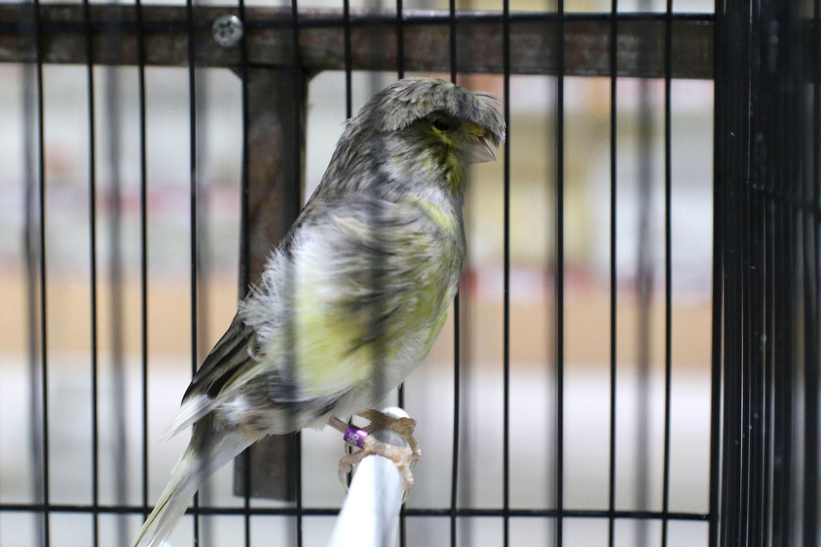 Canarios de todos los colores en Gador