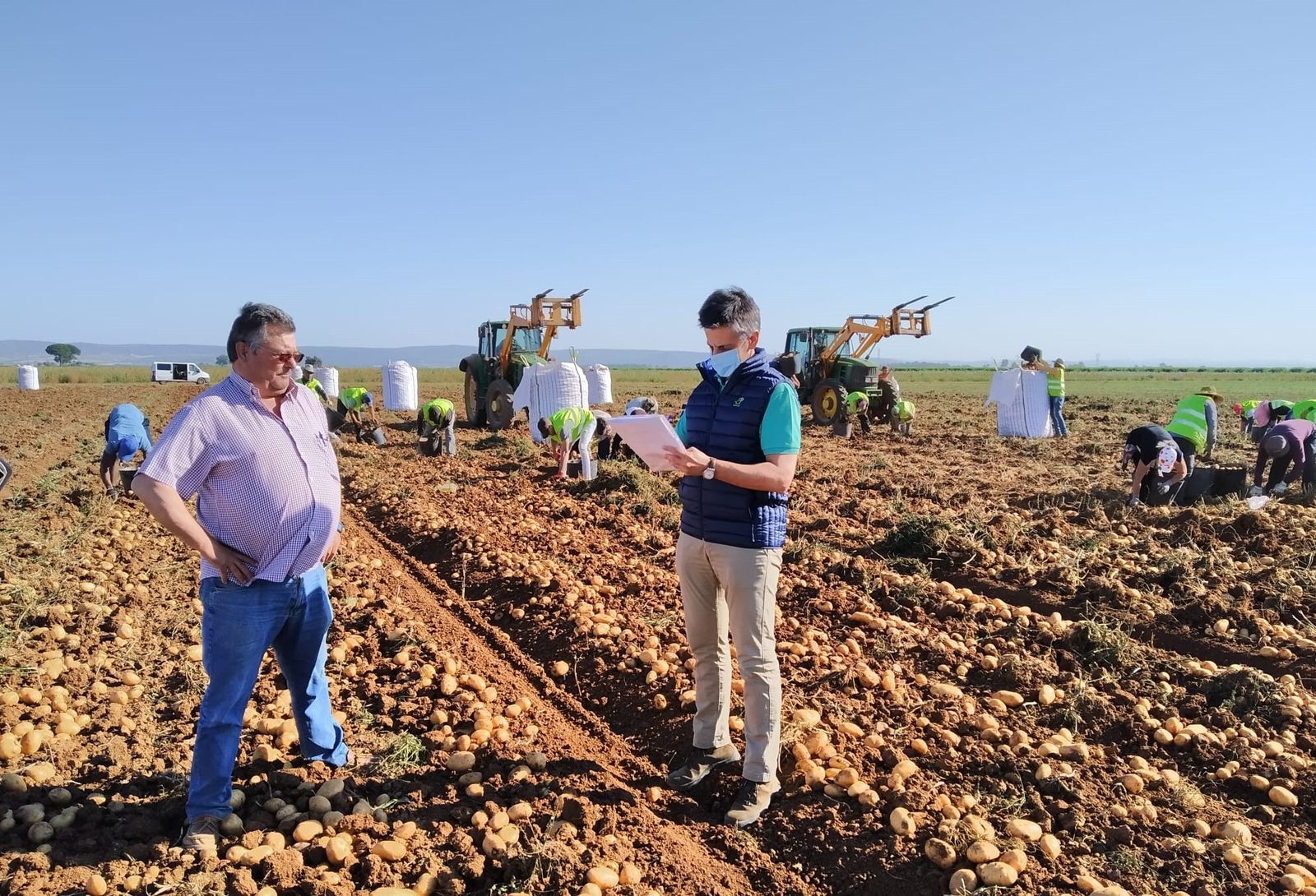 Revisando el cumplimiento  Globalgap en la recolección de patata en la vega de Sevilla.